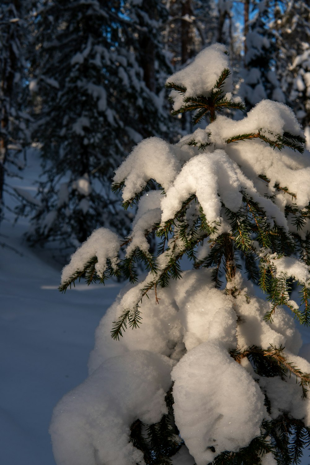 a pine tree covered in snow in a forest