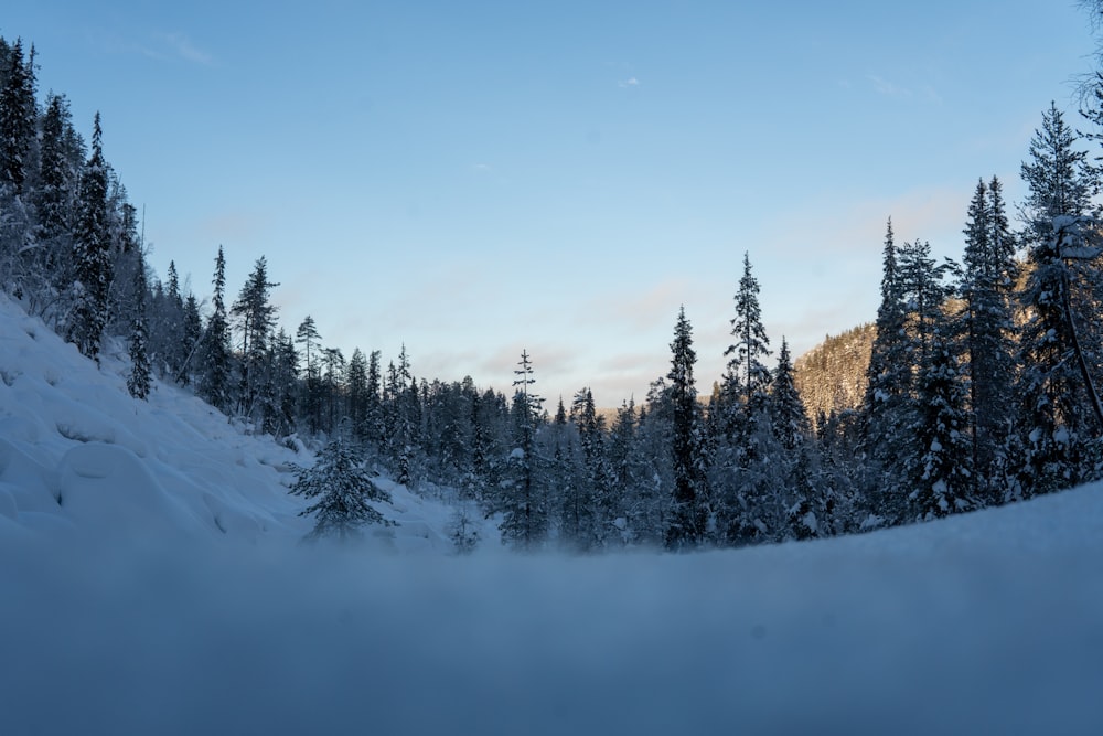 a snow covered mountain with trees in the background