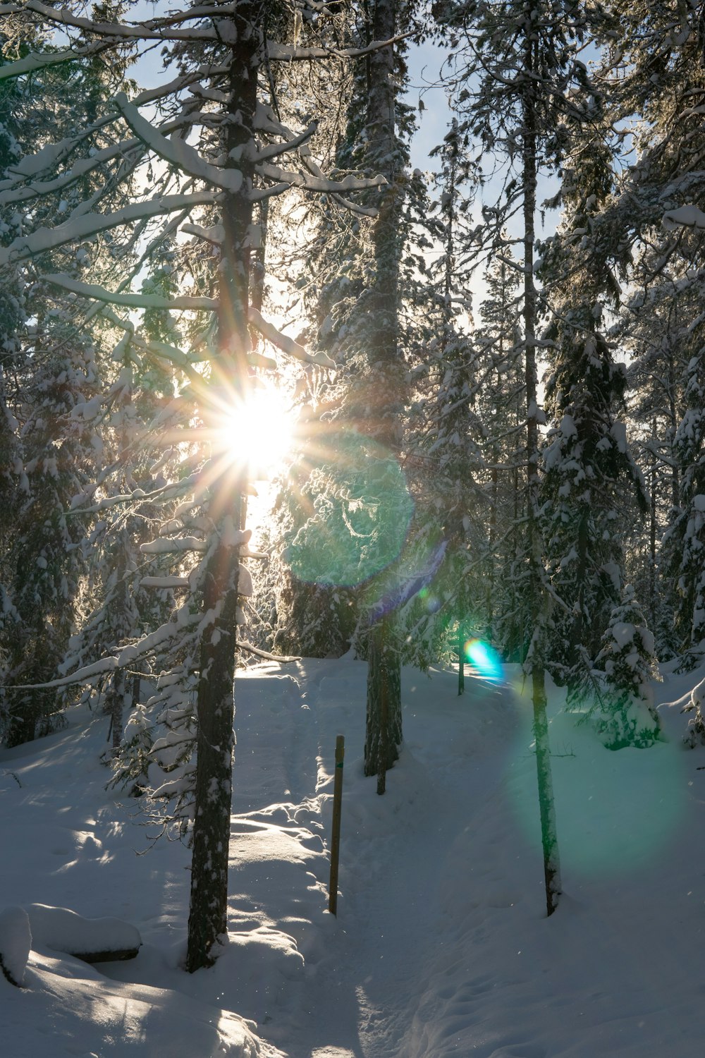 the sun is shining through the trees in the snow