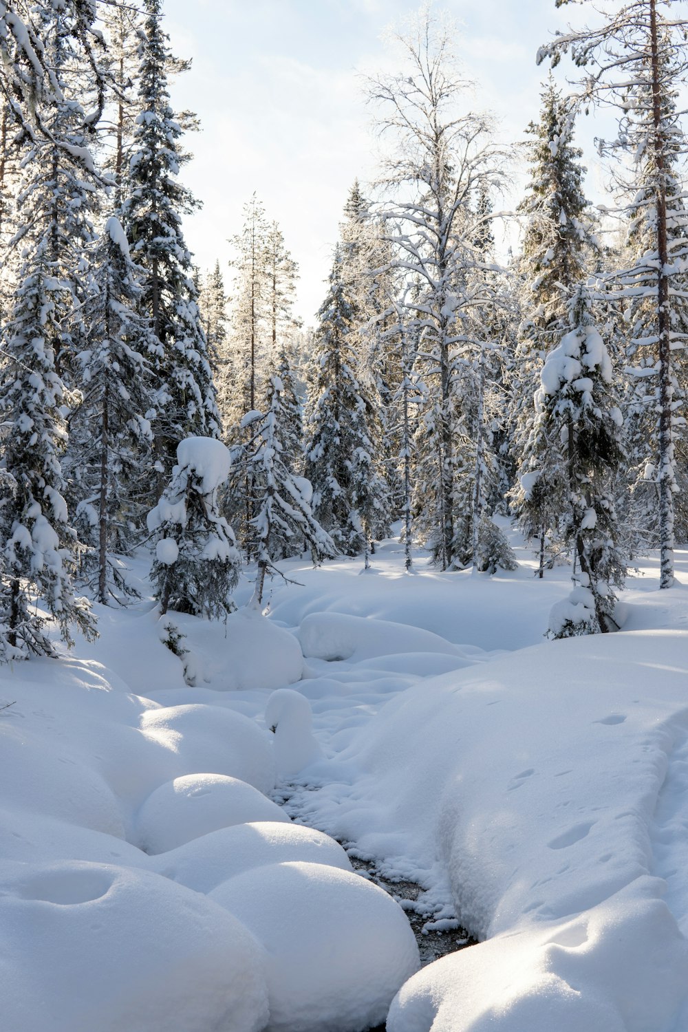 a stream running through a snow covered forest