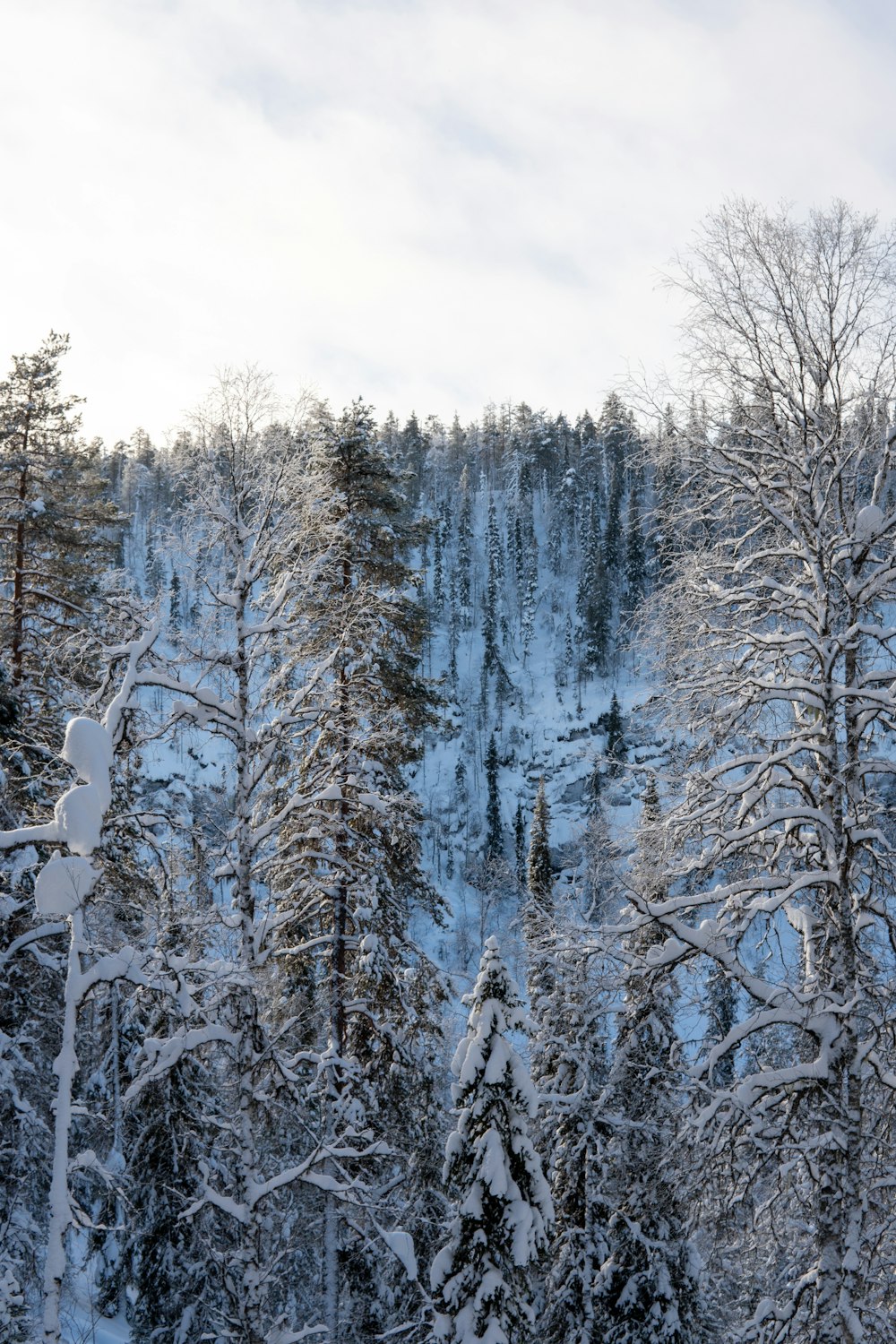 a snow covered forest with a mountain in the background