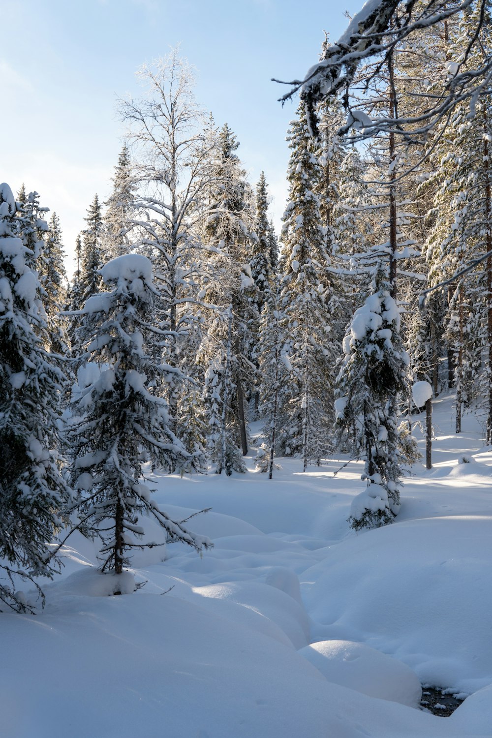 a snow covered forest filled with lots of trees