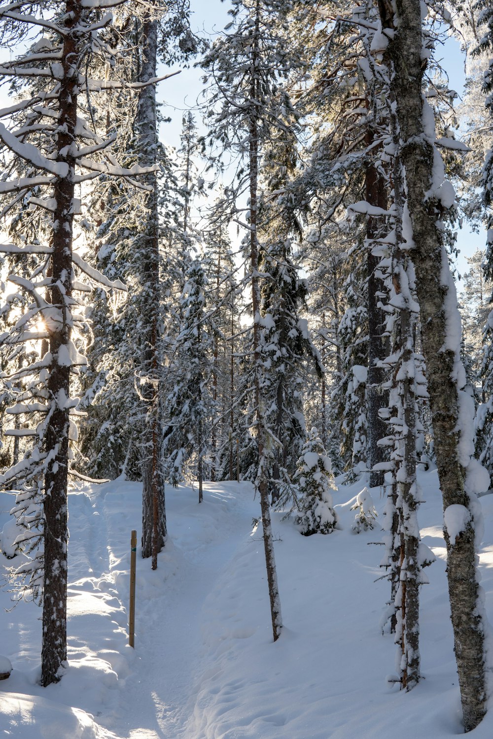 a person on skis in the snow in the woods