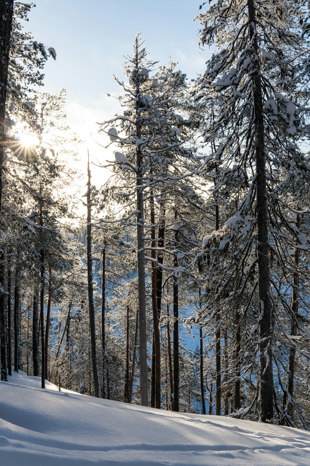 the sun is shining through the trees in the snow