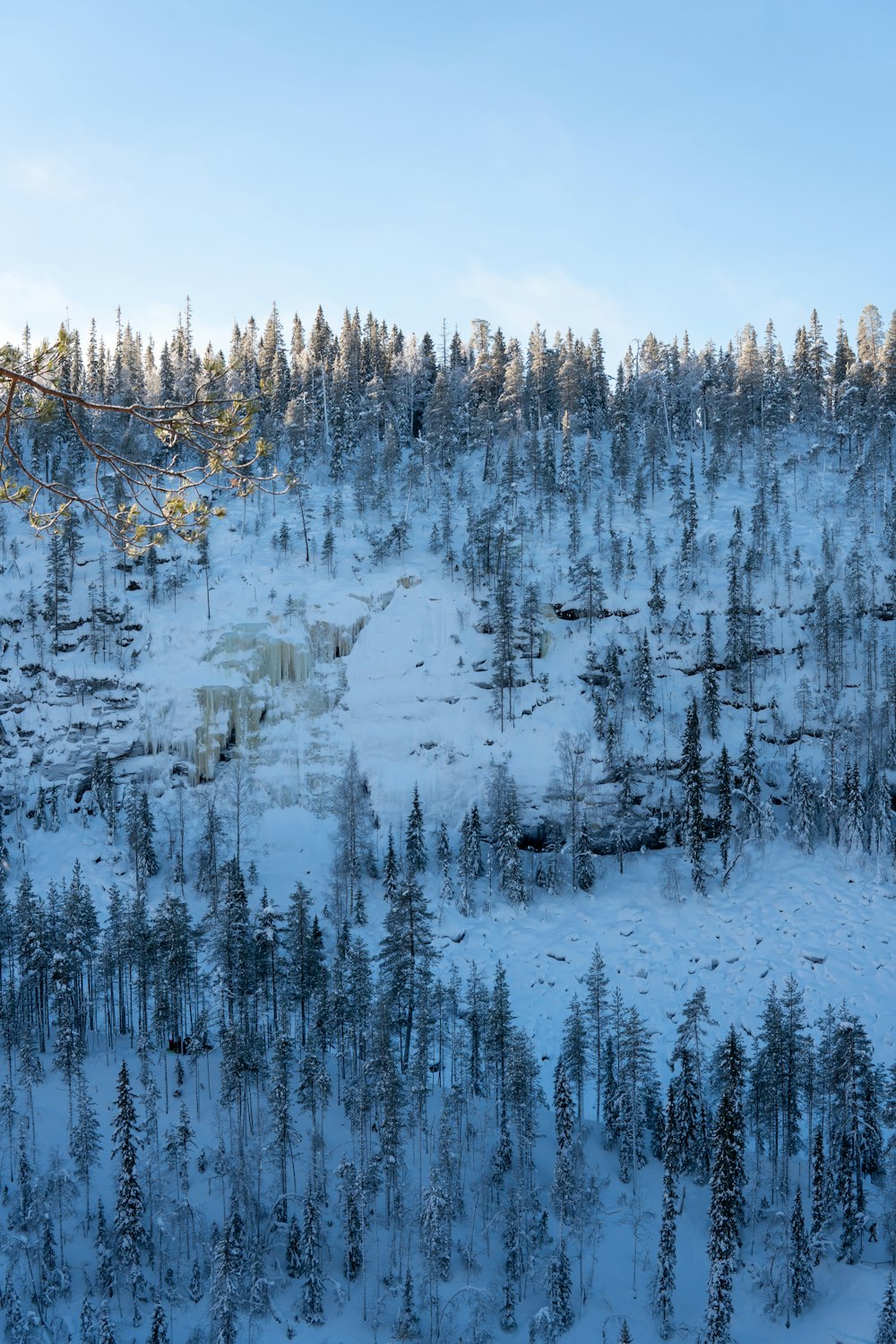 a snow covered mountain with lots of trees