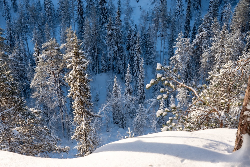 a snow covered mountain with trees in the background