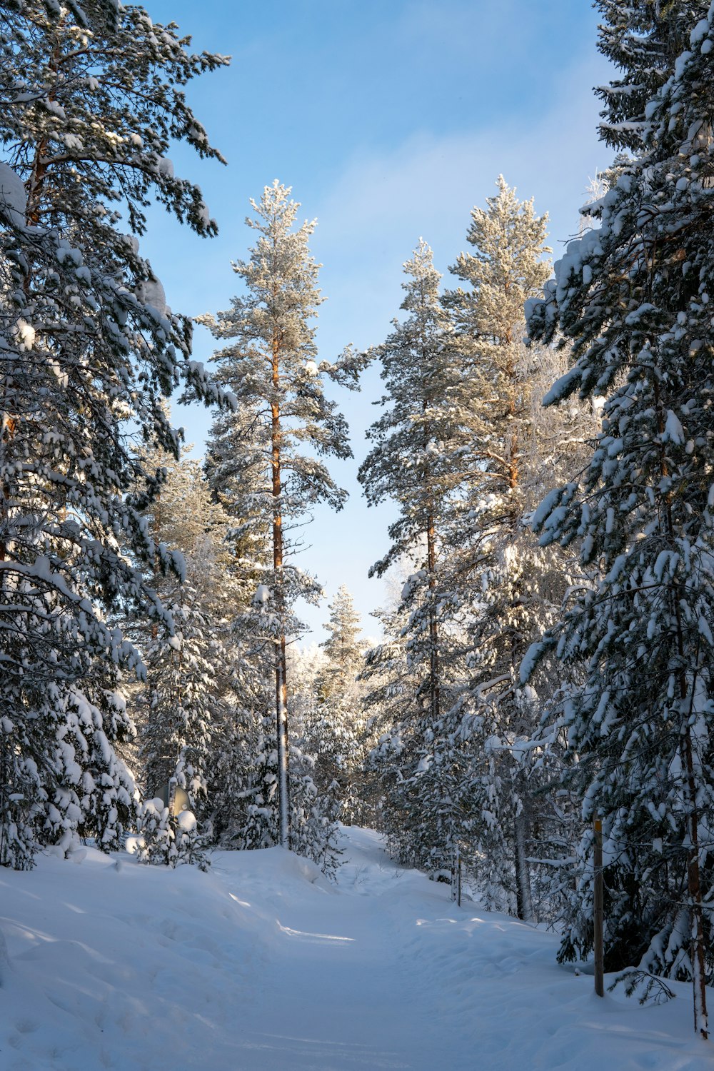 a snow covered path in the middle of a forest