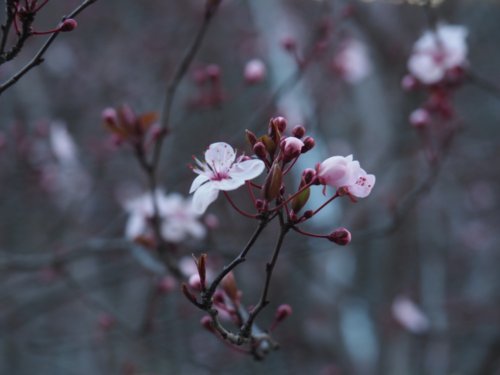 a branch of a flowering tree with pink flowers