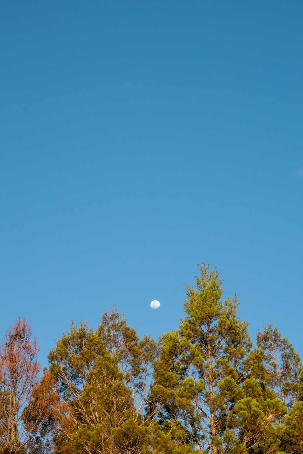 un cielo azzurro con una luna in lontananza