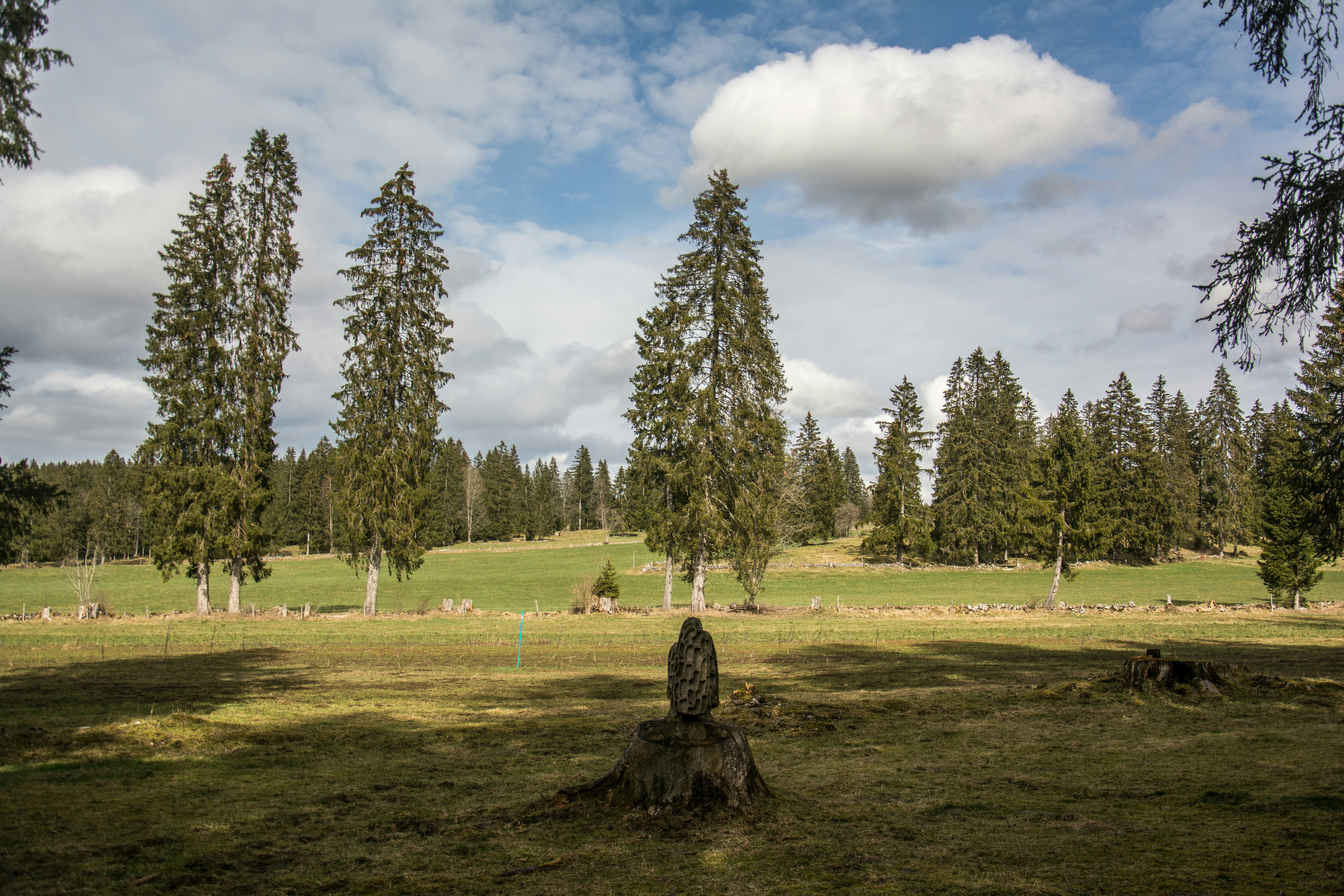 a grassy field with trees in the background