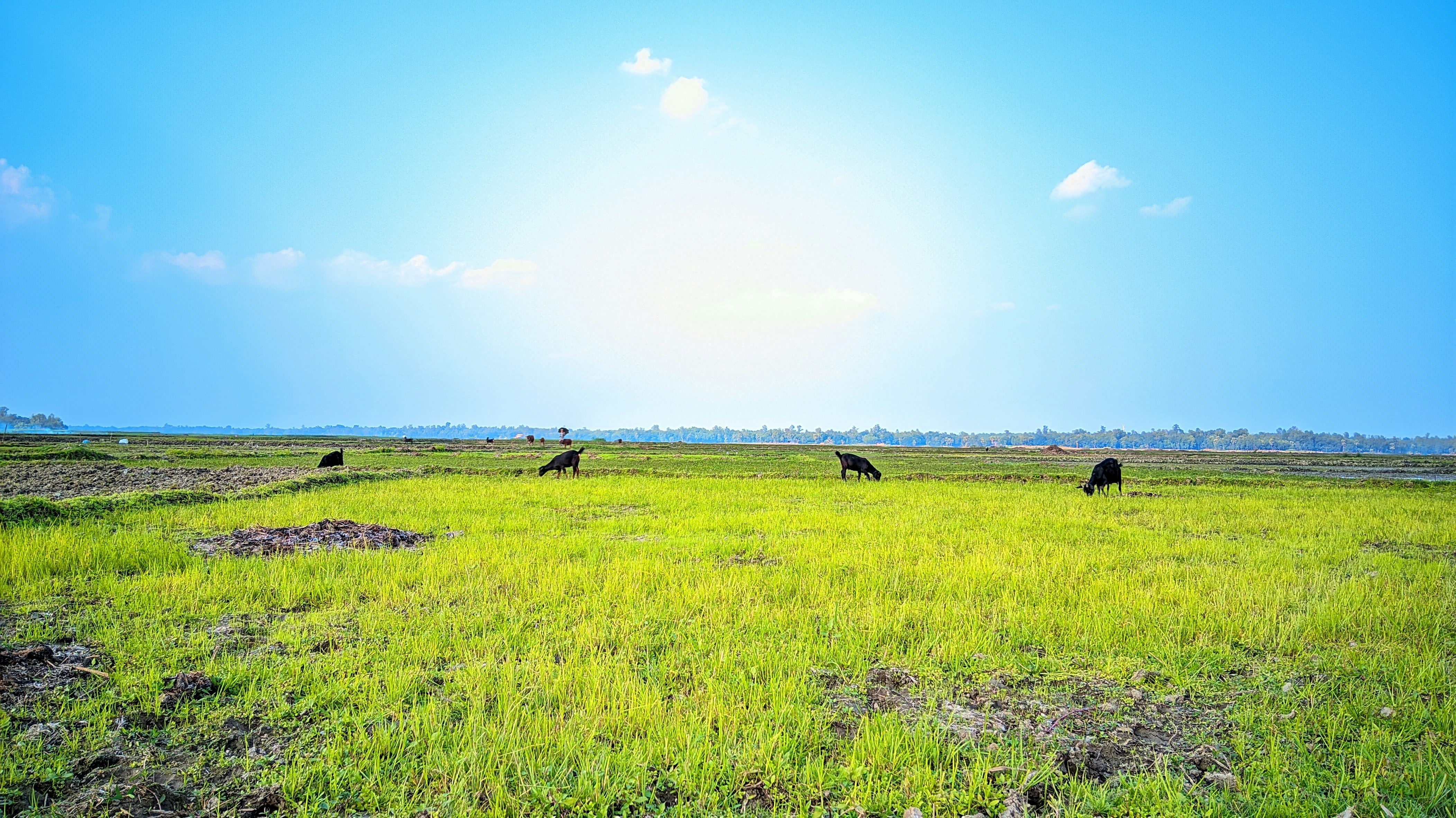 a herd of cattle grazing on a lush green field