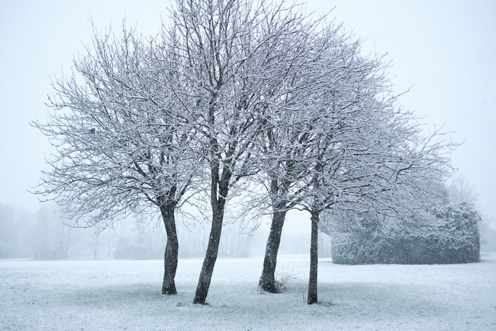 a couple of trees that are in the snow