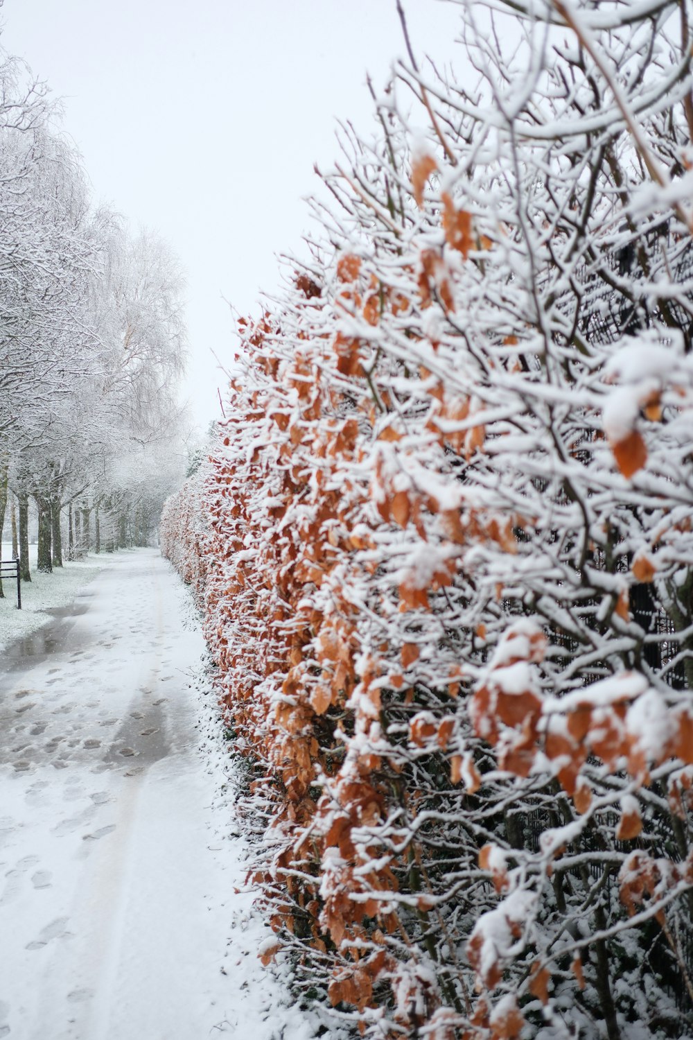 a snow covered road next to a tall hedge