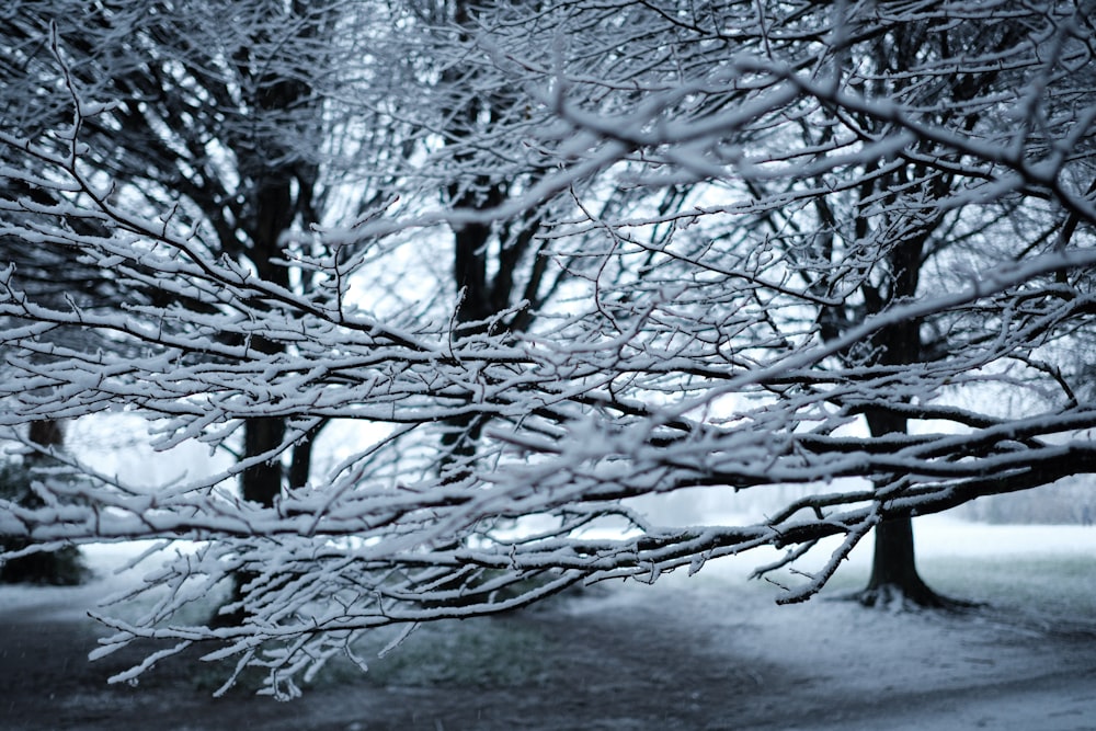 a snow covered tree branch in a park