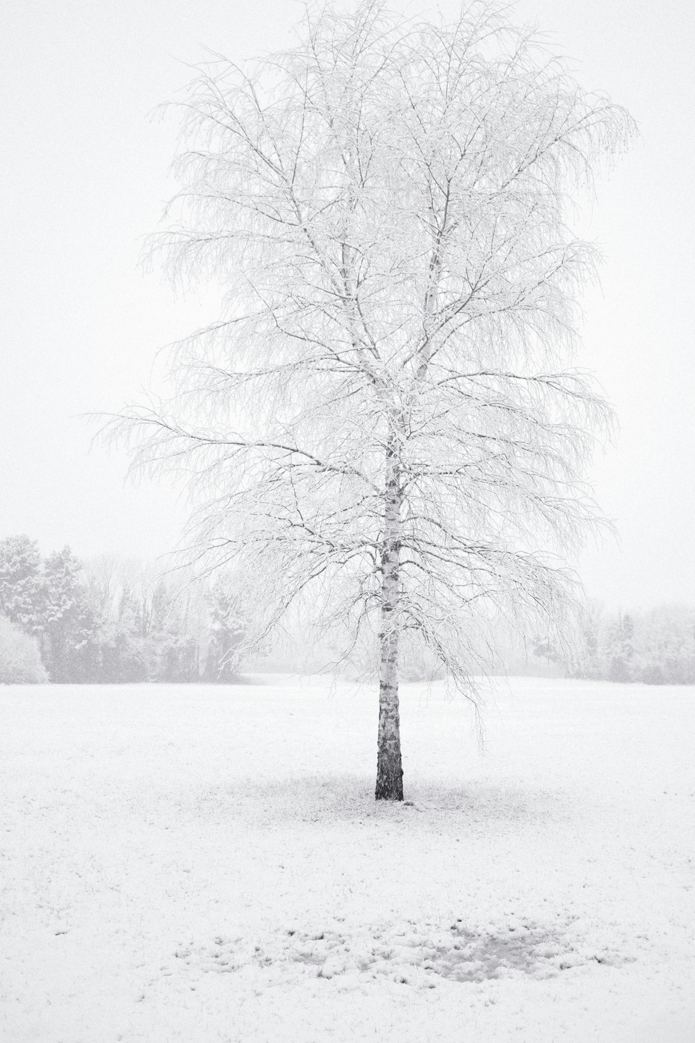 a lone tree stands in a snowy field