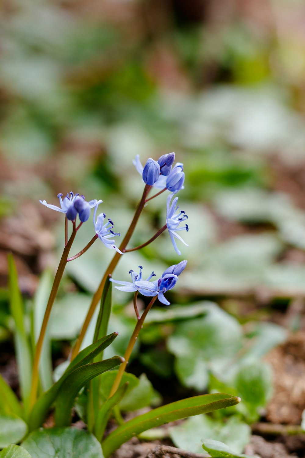 a small blue flower growing out of the ground