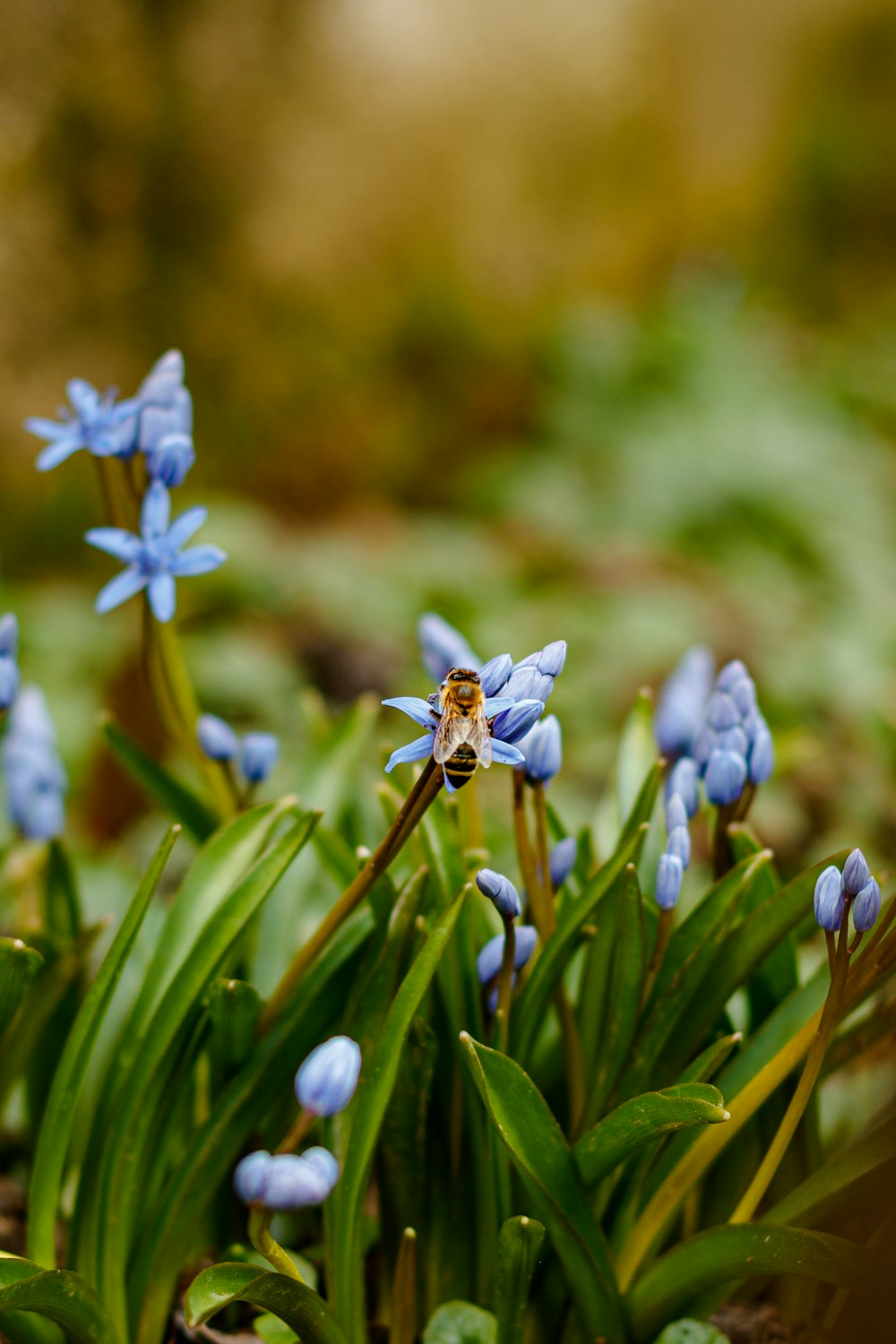 a bunch of blue flowers that are in the grass