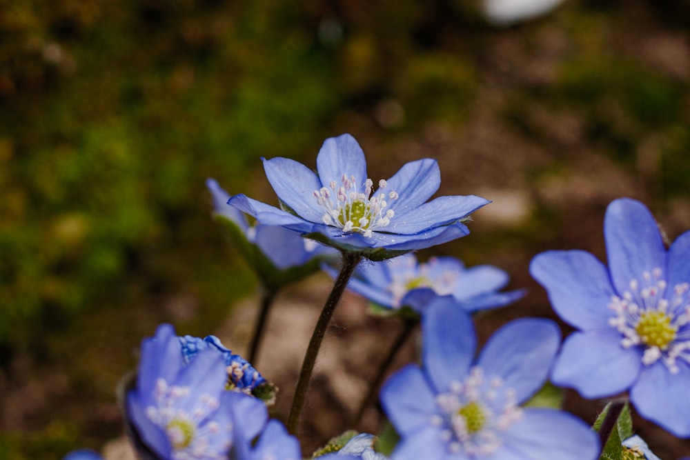 a group of blue flowers sitting next to each other