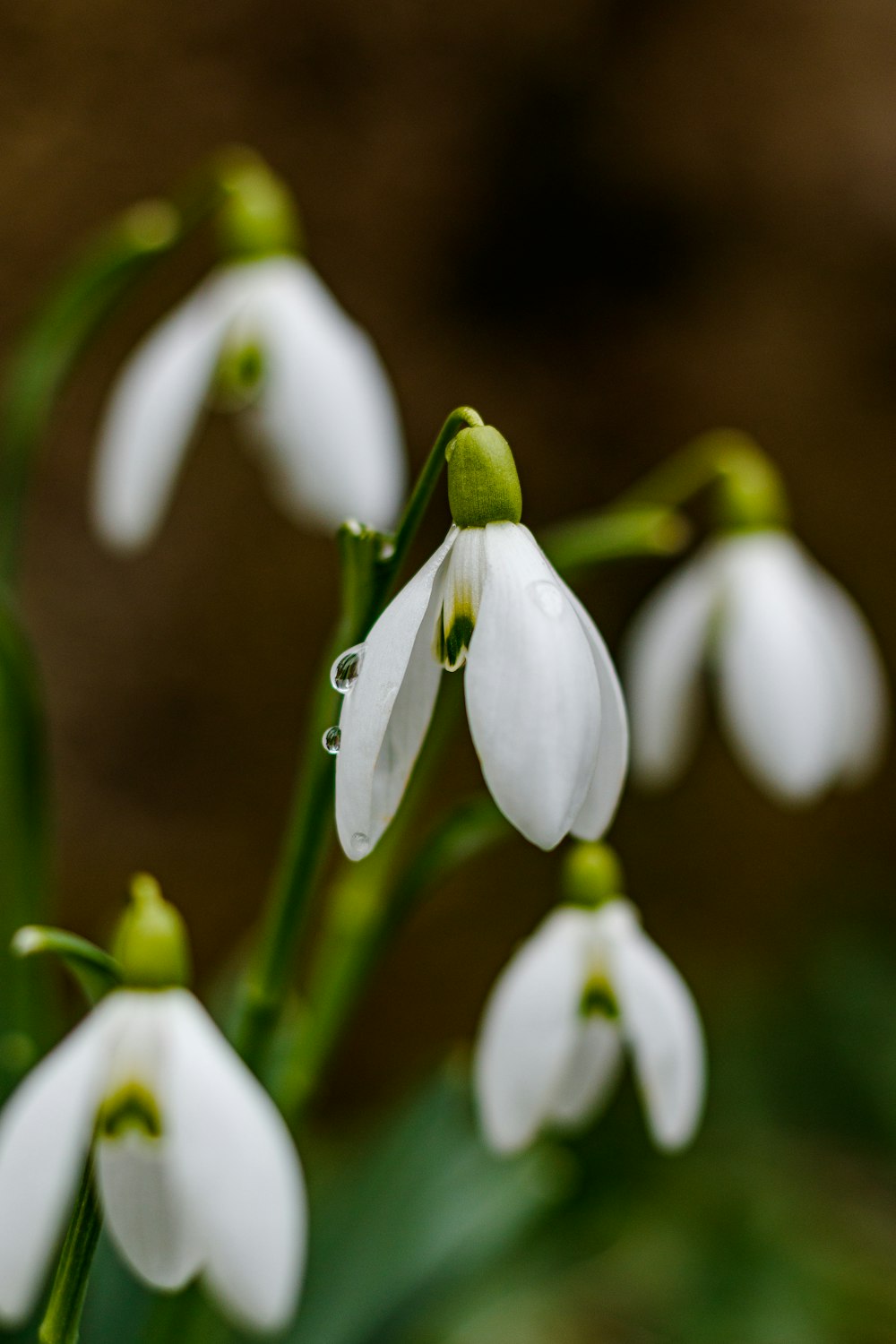 a group of white flowers with green stems