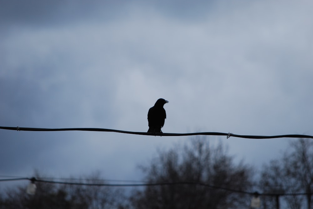 a bird sitting on a wire with a cloudy sky in the background