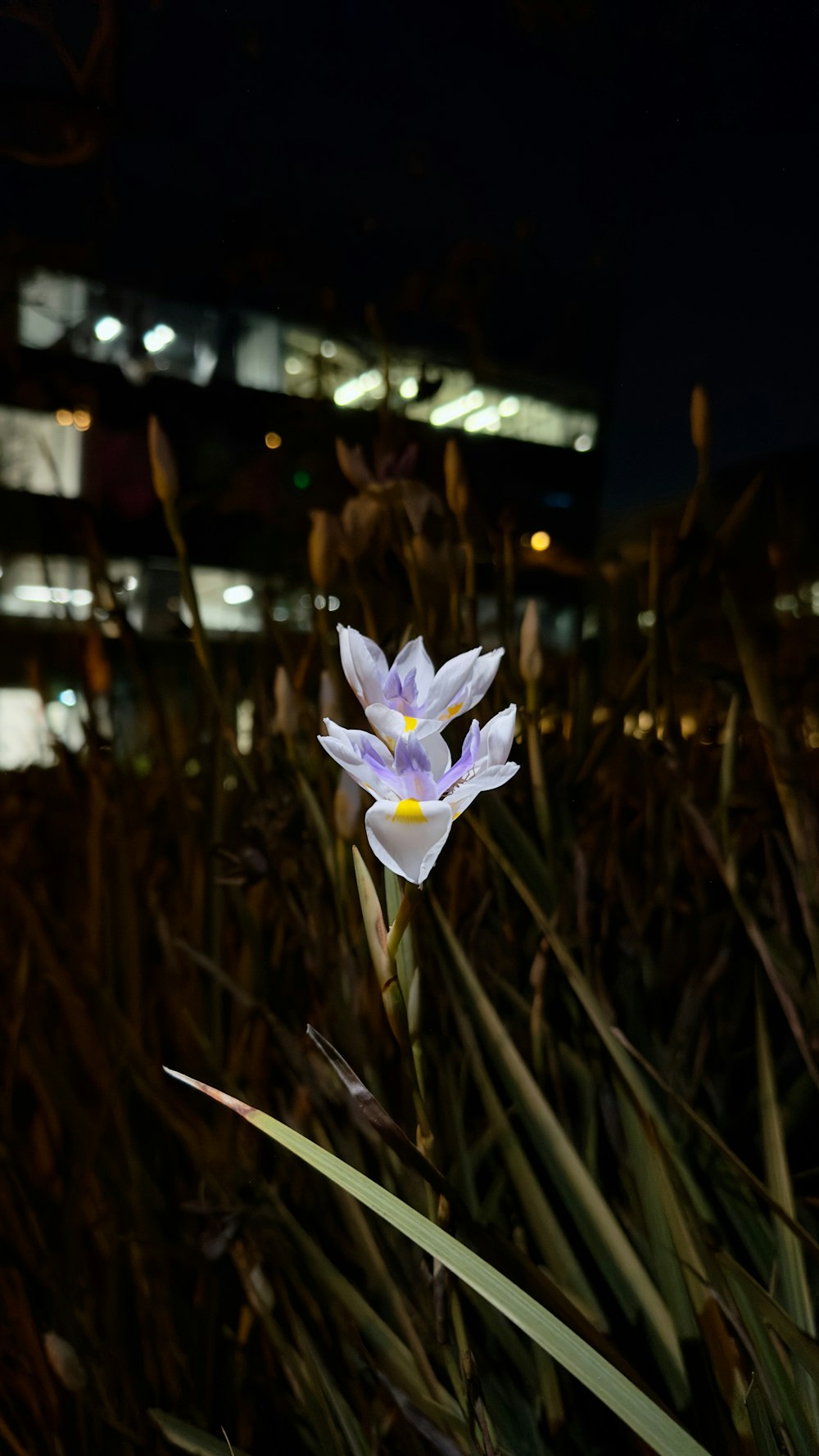 una flor blanca con un centro amarillo en un campo de hierba alta