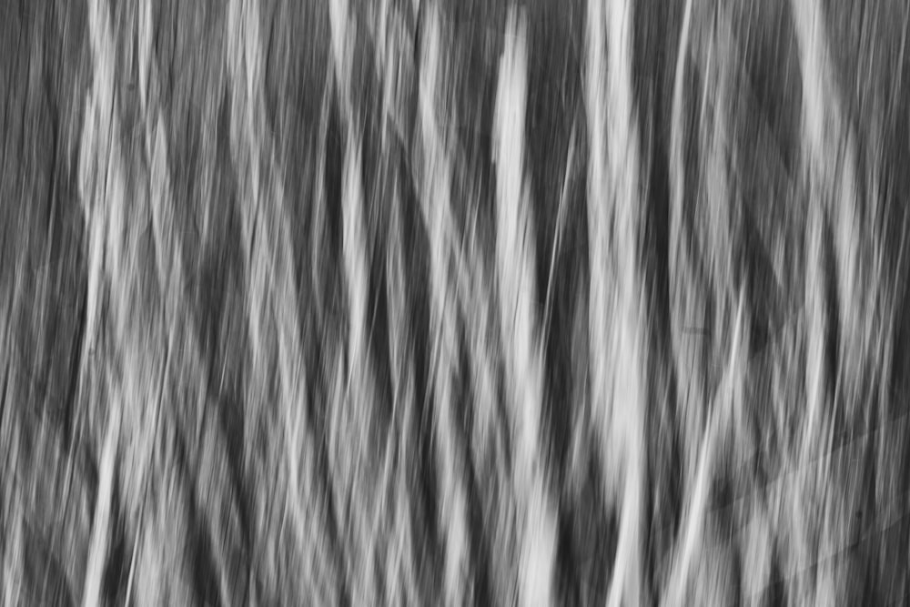 Una foto en blanco y negro de un bosque