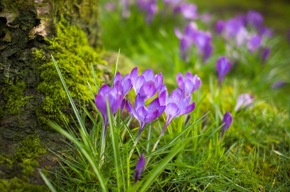 a group of purple flowers sitting next to a tree