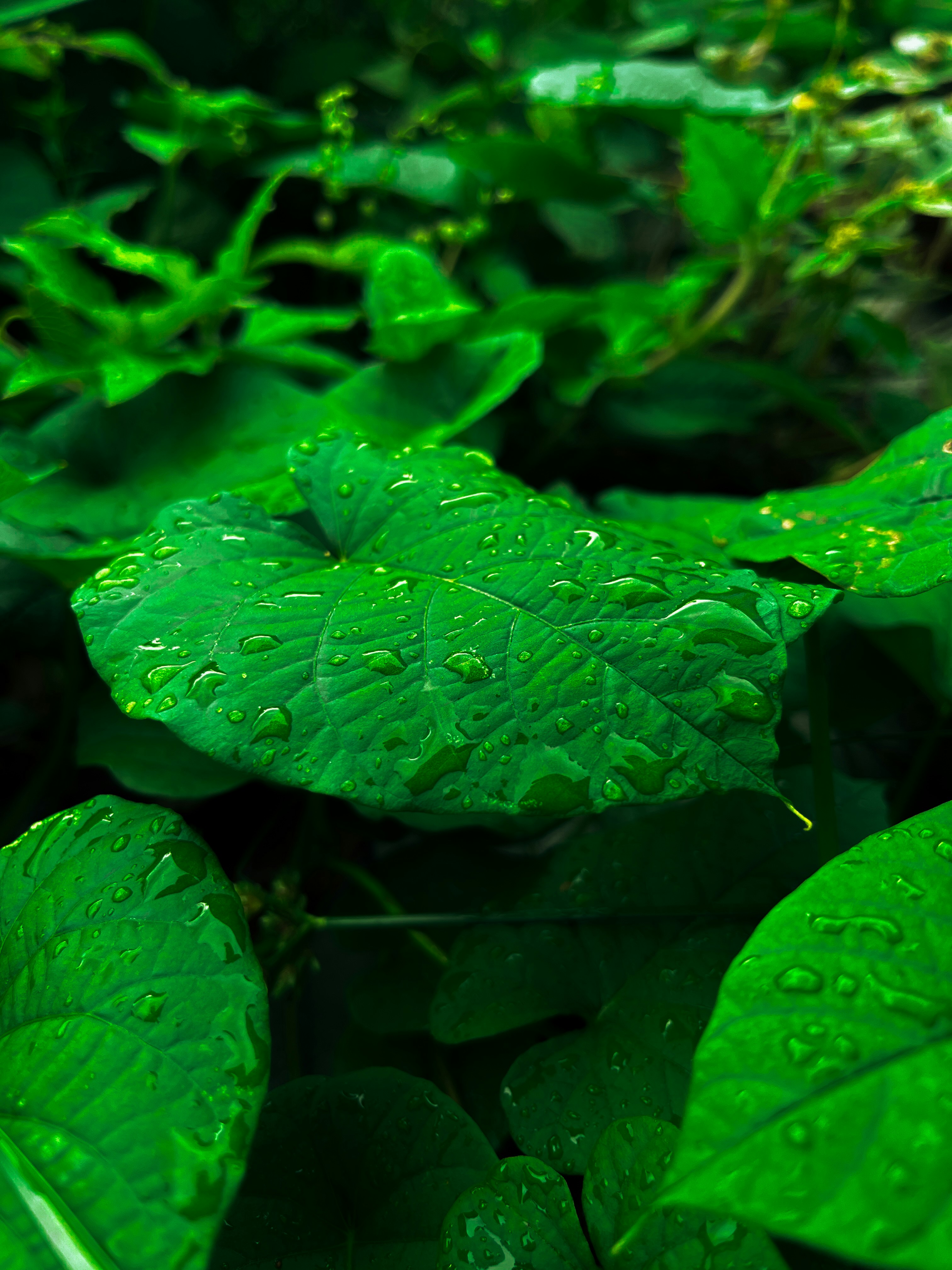 Photo by eumoiseslima