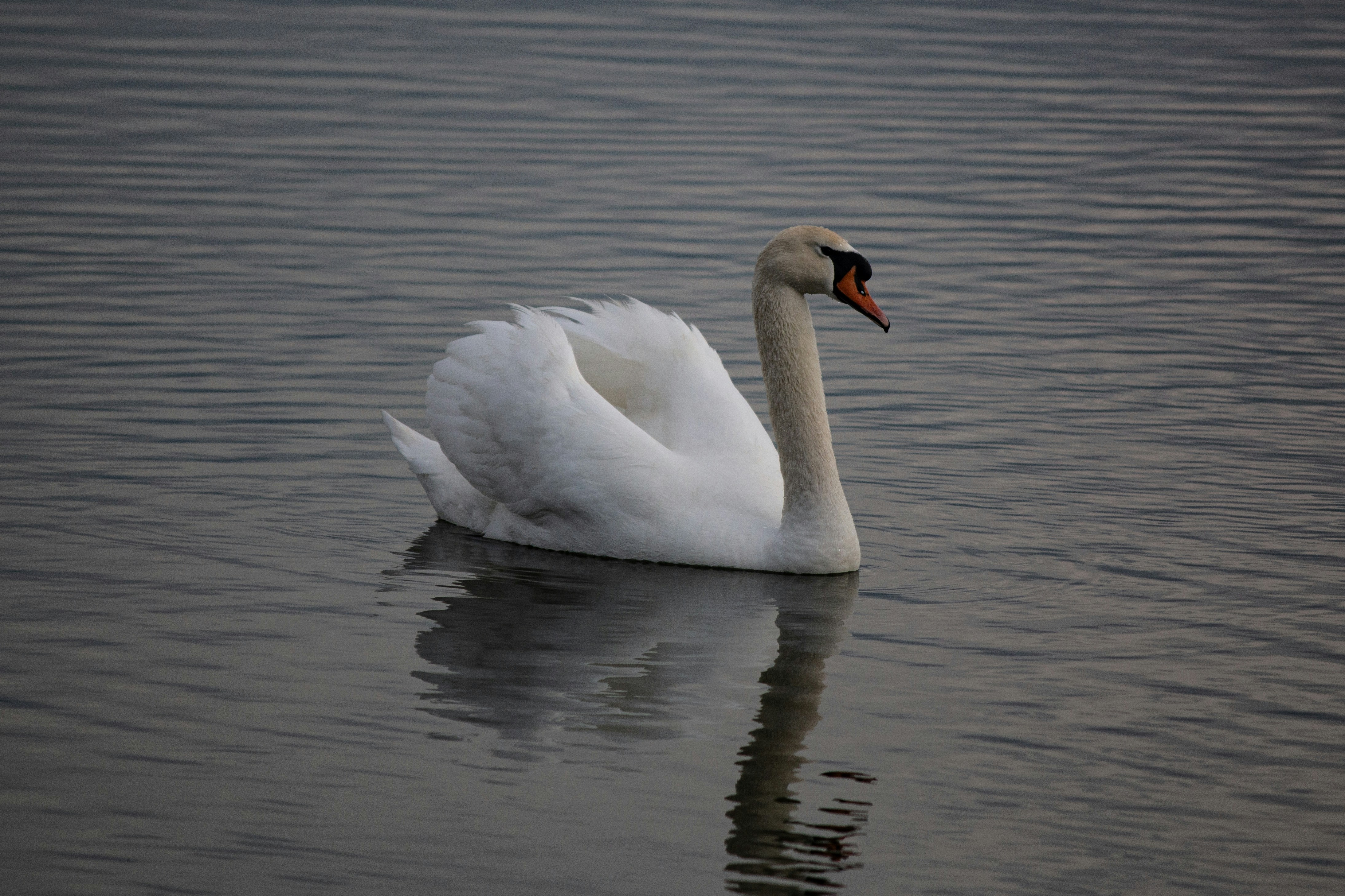 Photo by stepan_konev