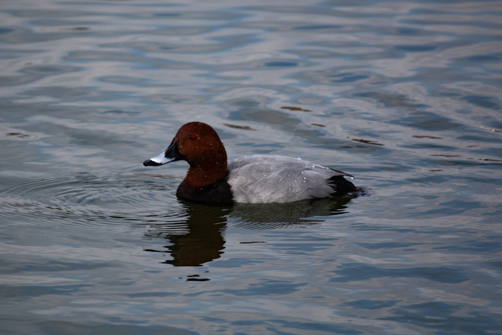 a brown and white duck floating on top of a body of water