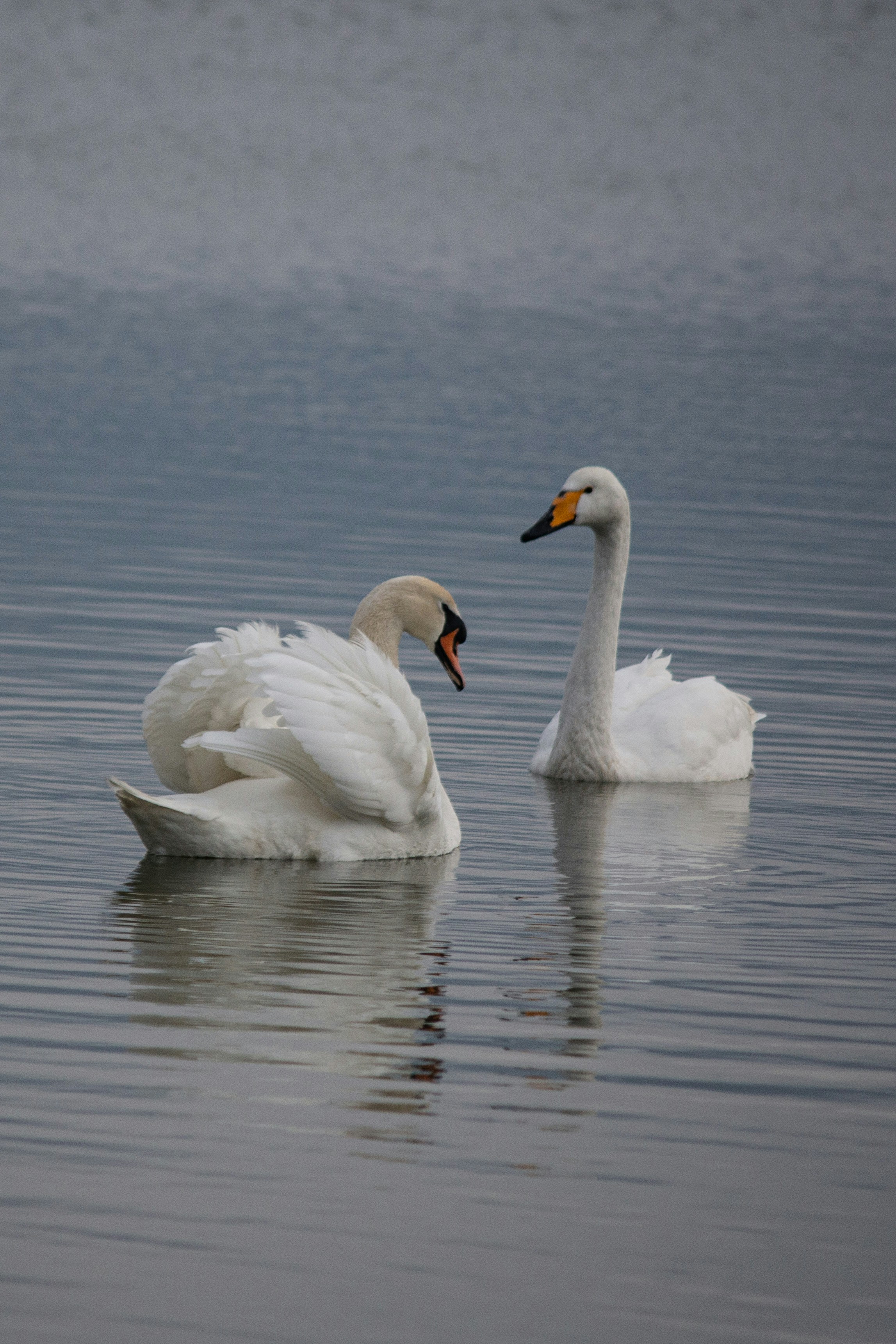 Photo by stepan_konev