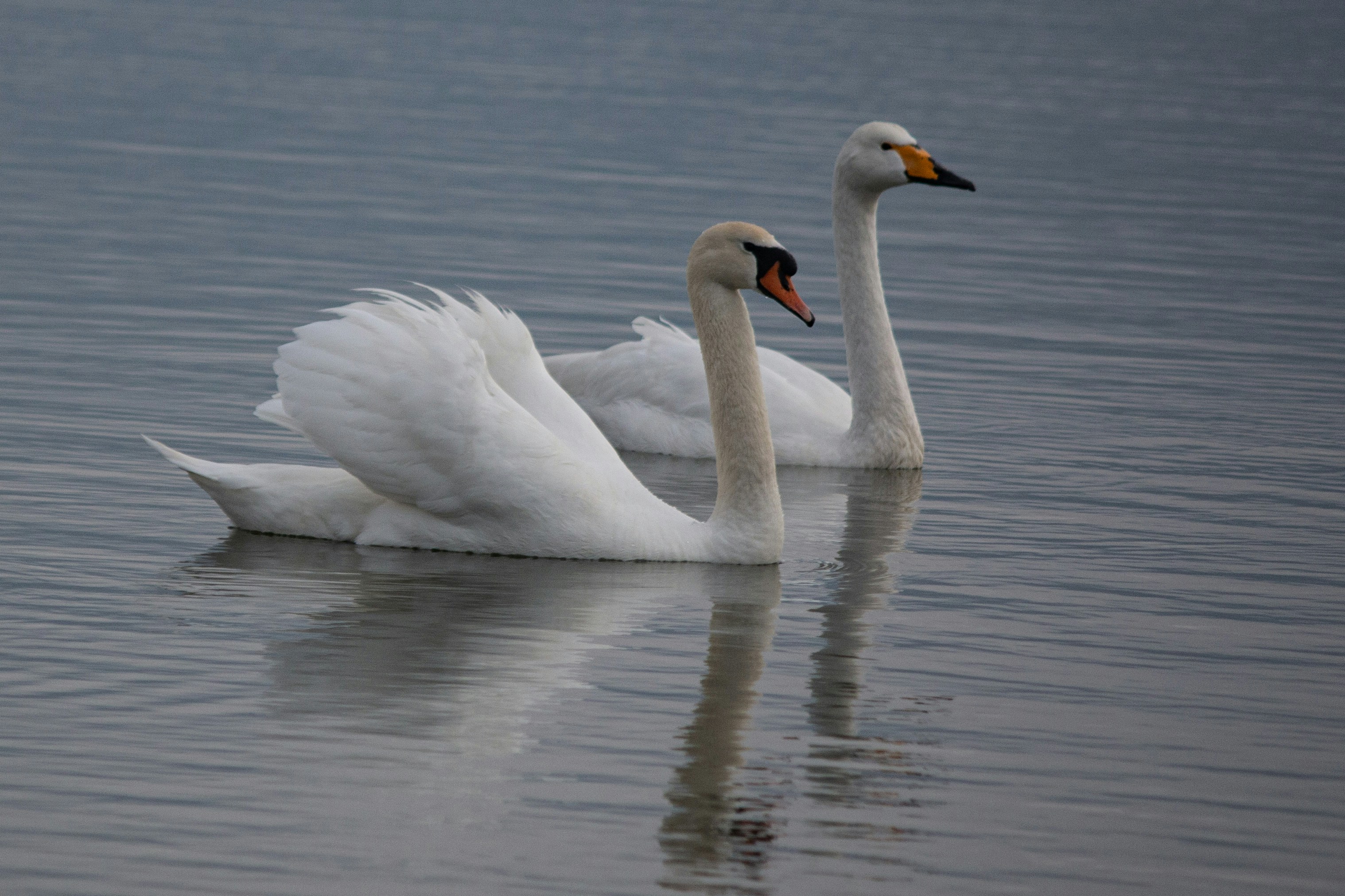 Photo by stepan_konev