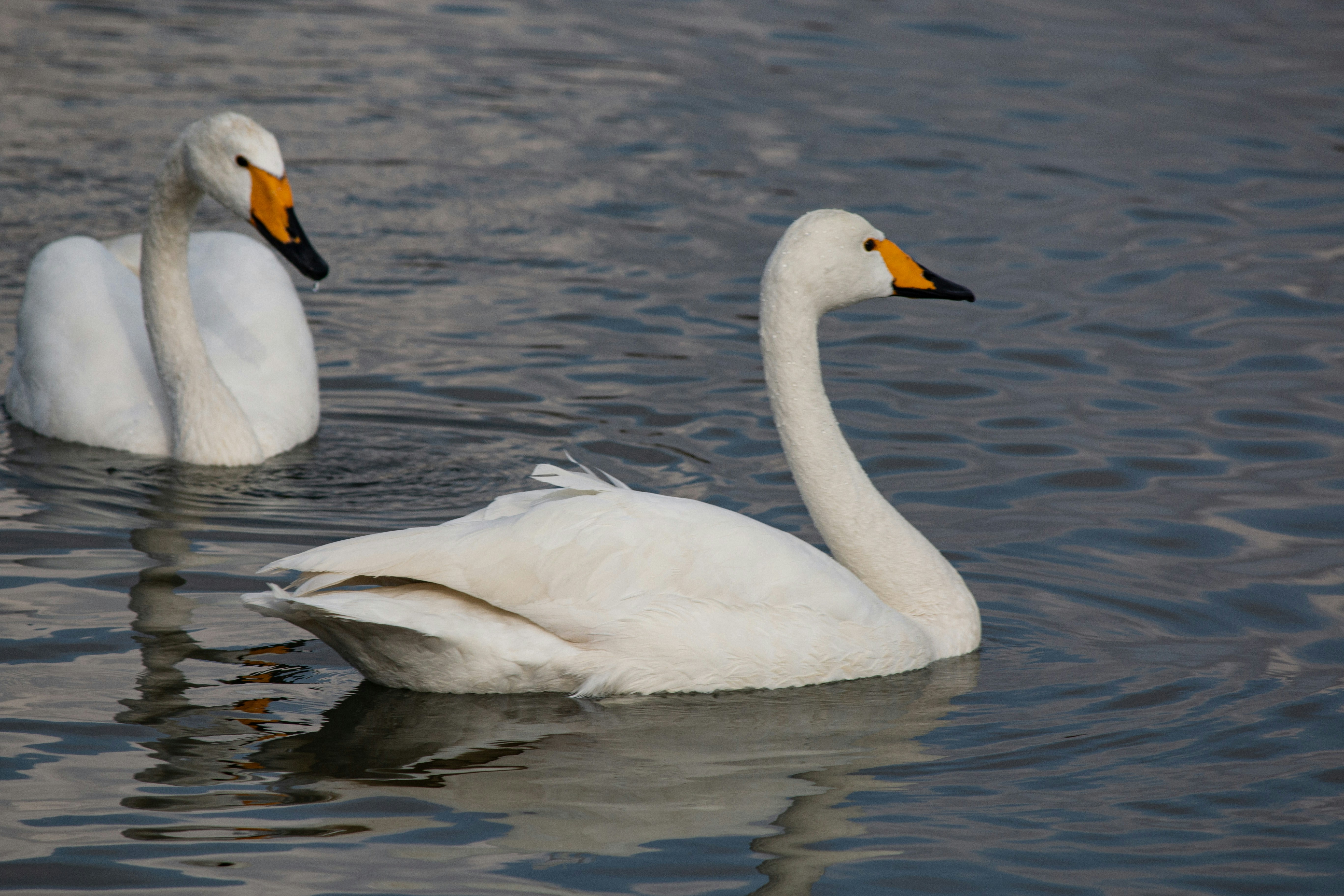 Photo by stepan_konev