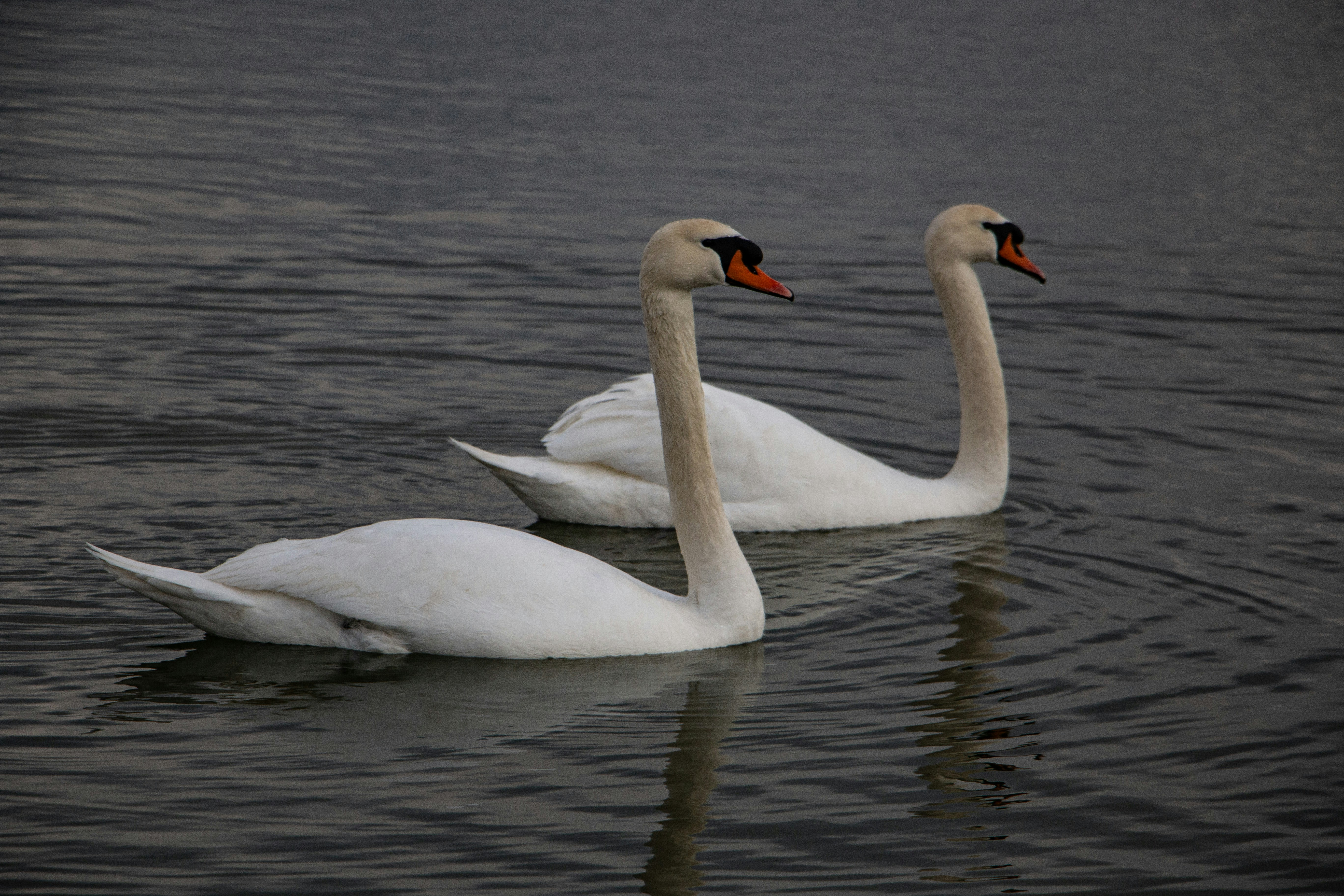 Photo by stepan_konev