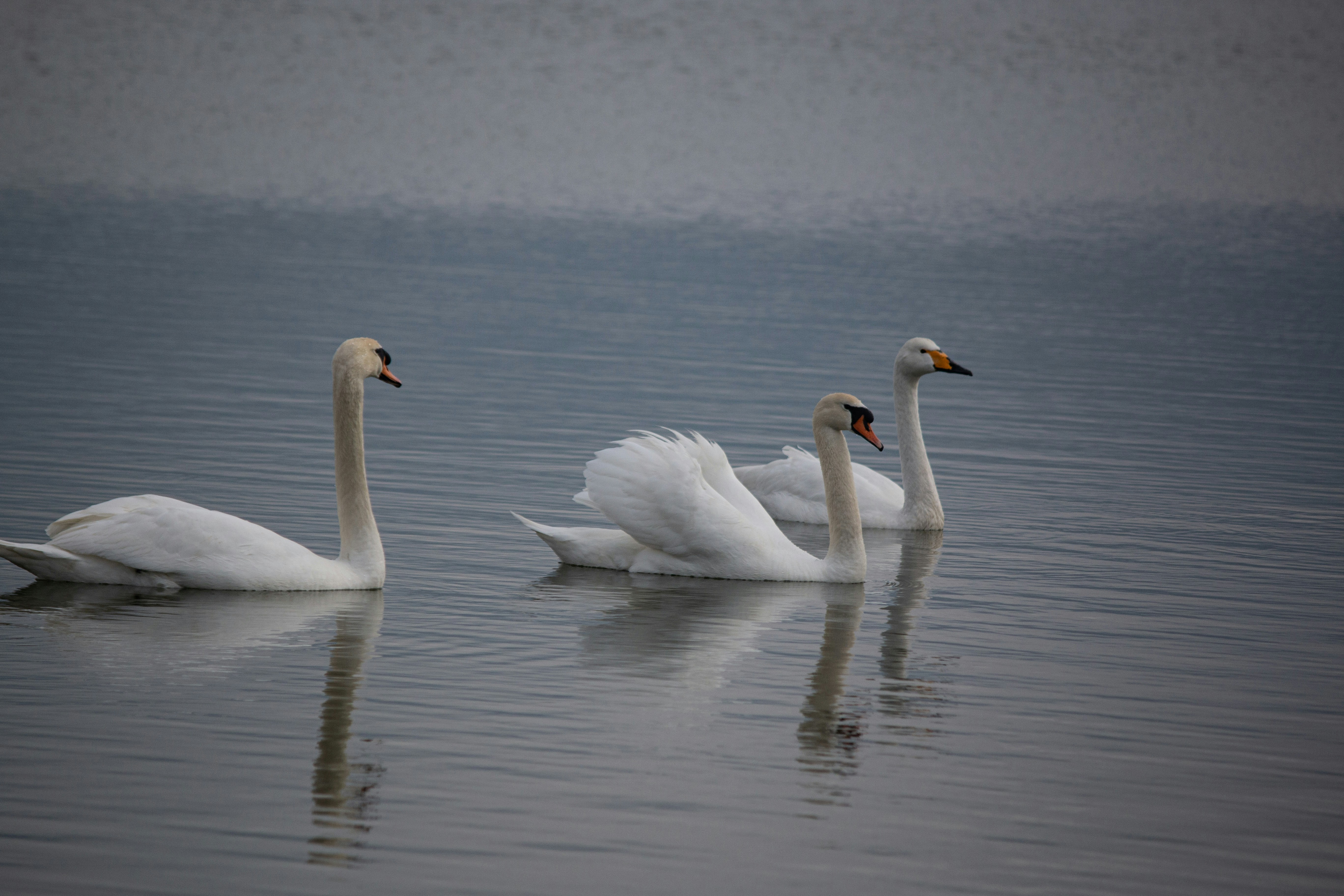 Photo by stepan_konev