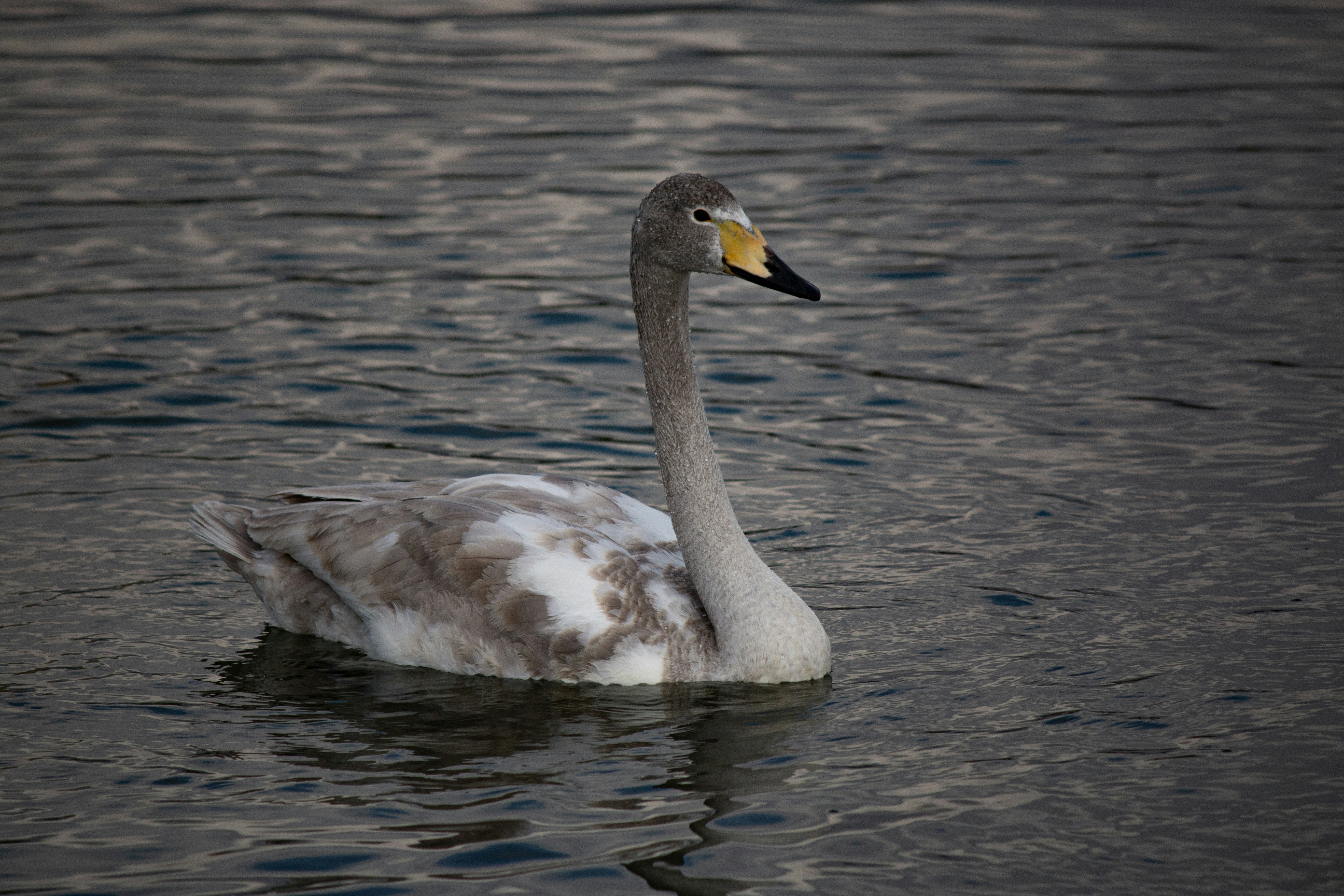 Photo by stepan_konev