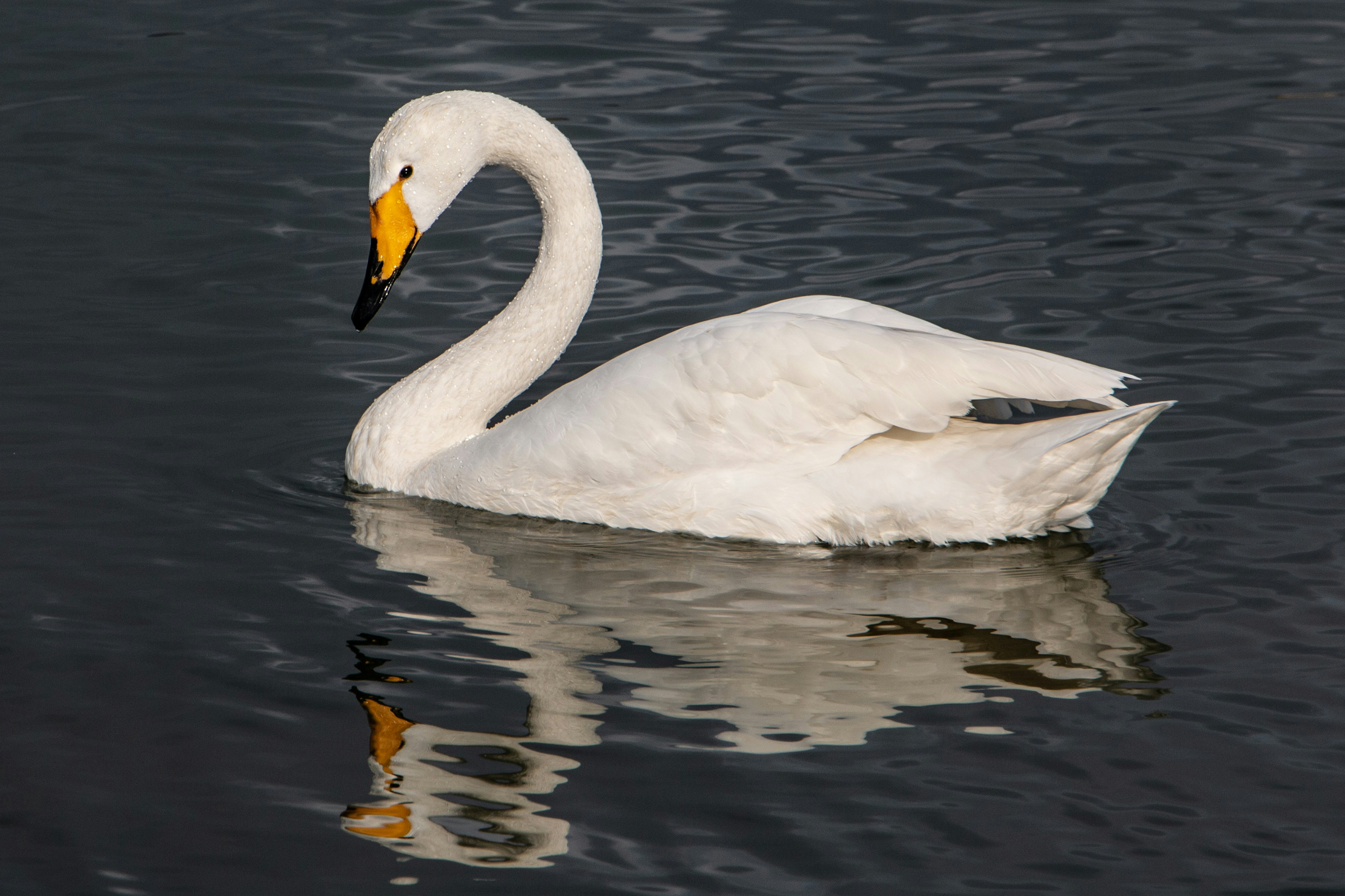 Photo by stepan_konev