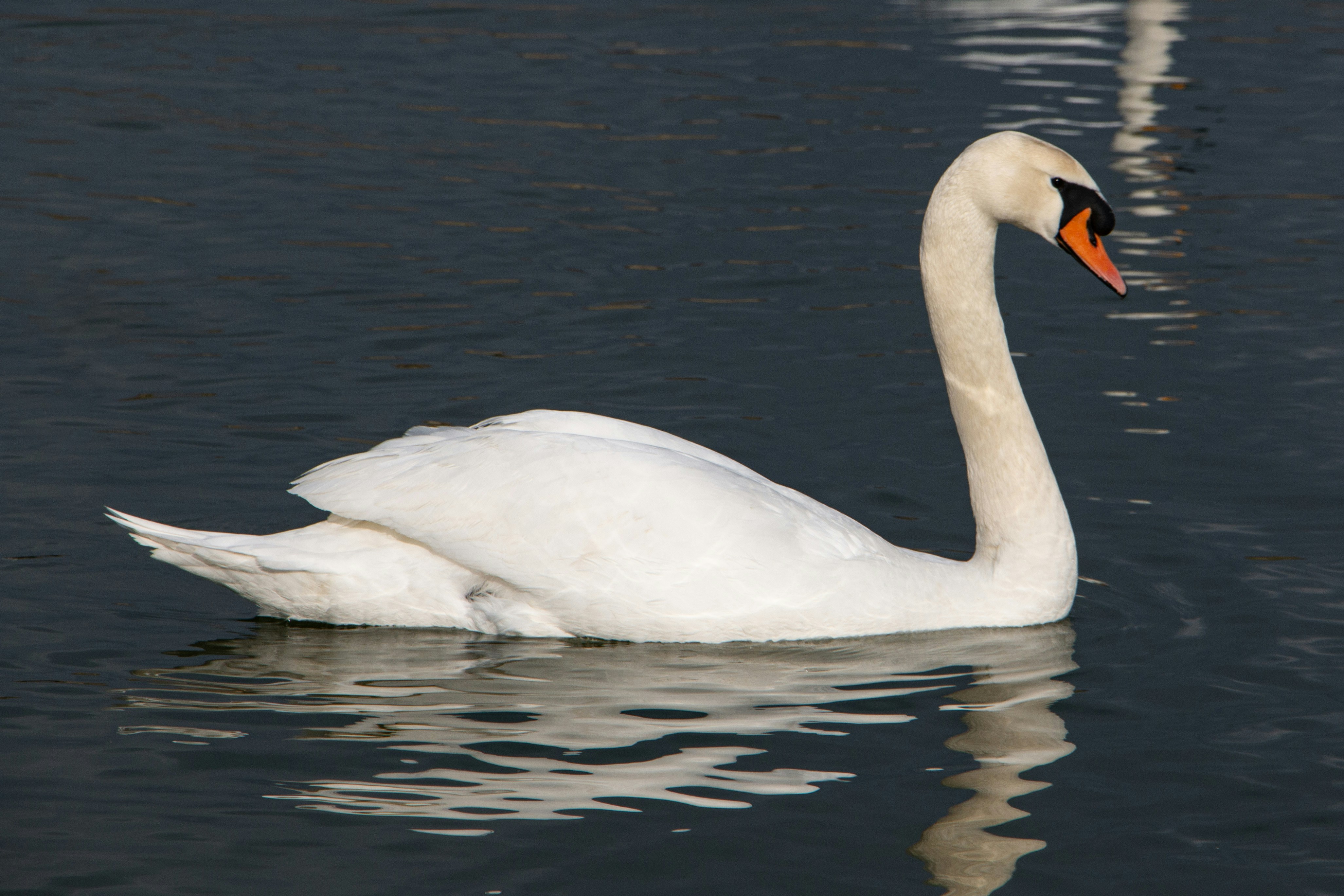 Photo by stepan_konev