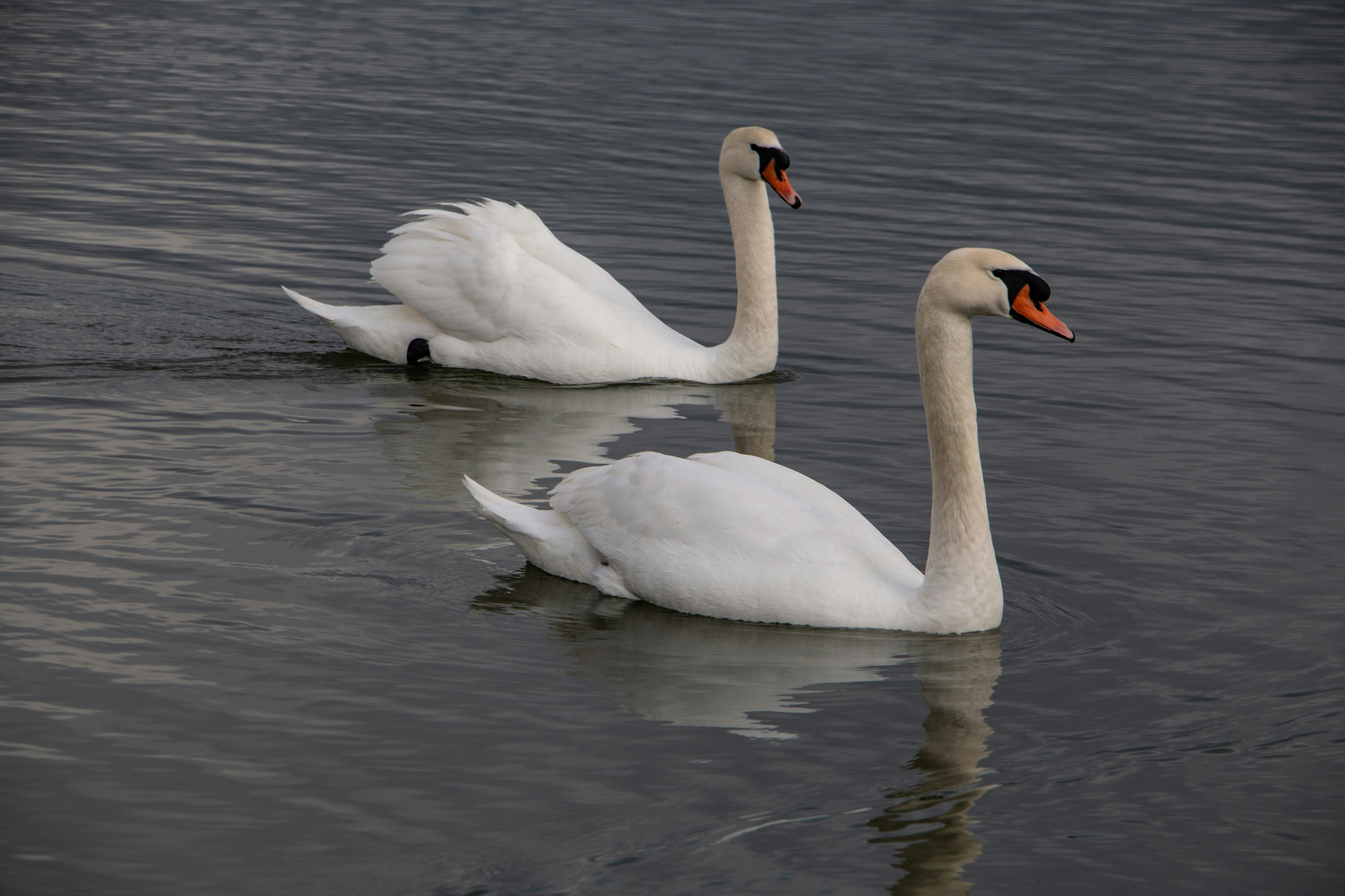 Photo by stepan_konev