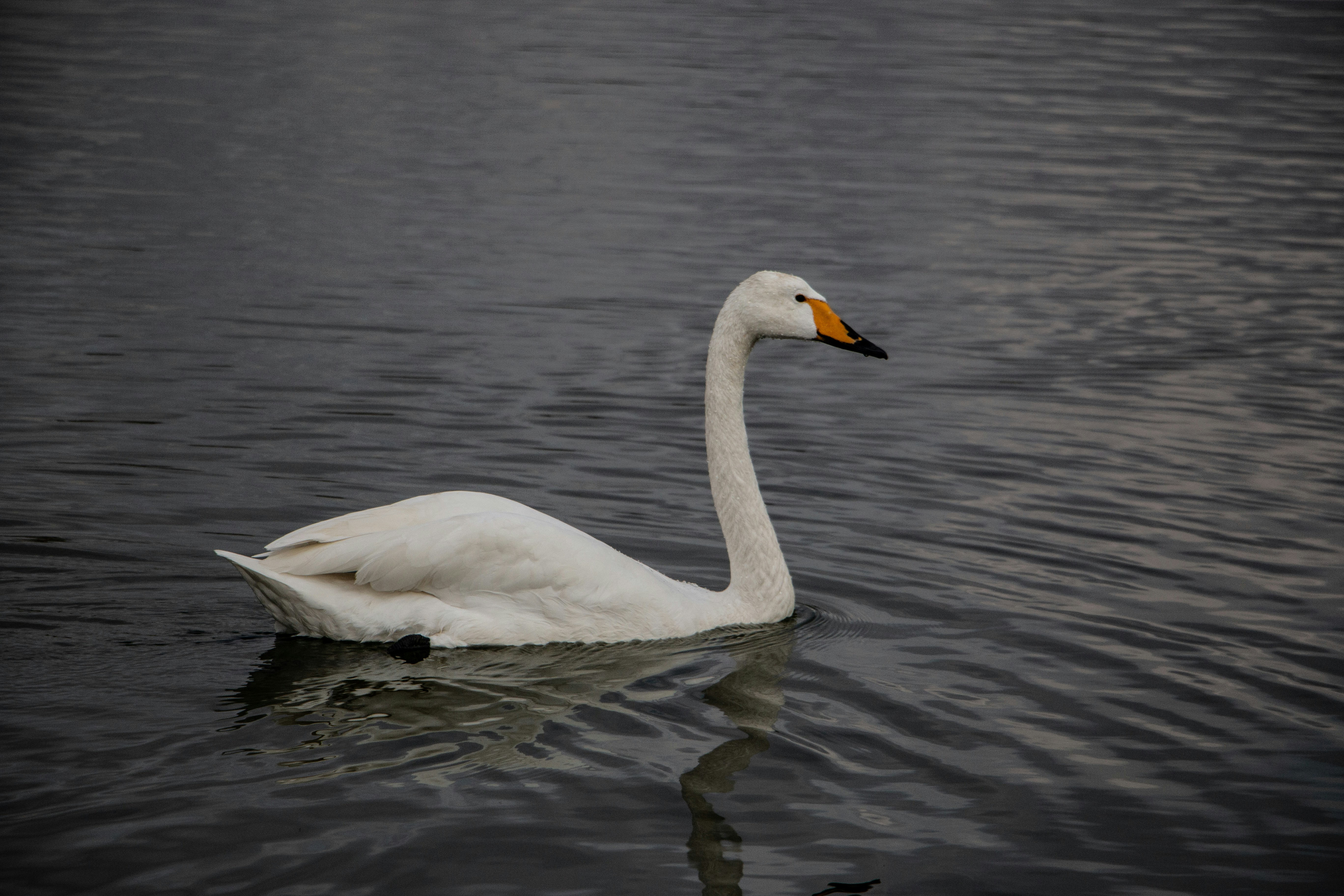 Photo by stepan_konev