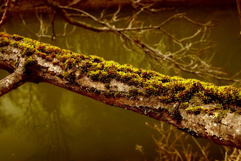 a moss covered tree branch in front of a body of water