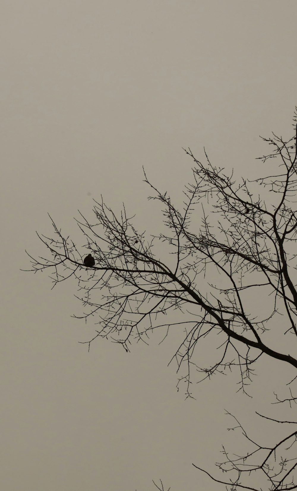 a bird is sitting on a tree branch