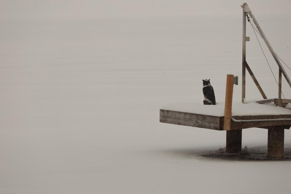 a black and white bird sitting on a dock in the snow
