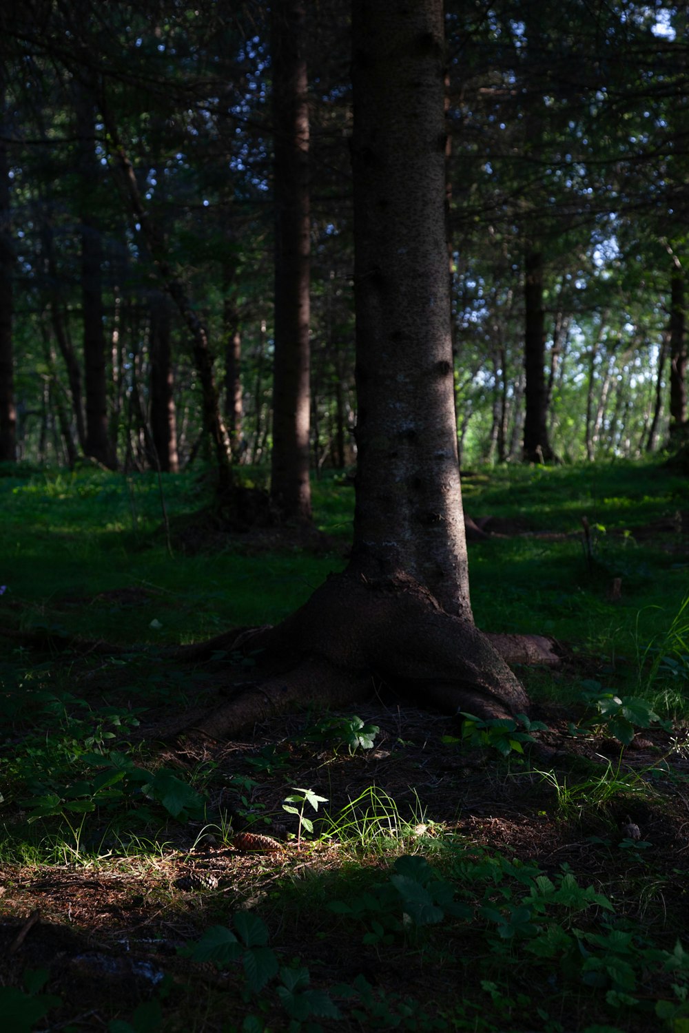 ein Baum mitten im Wald