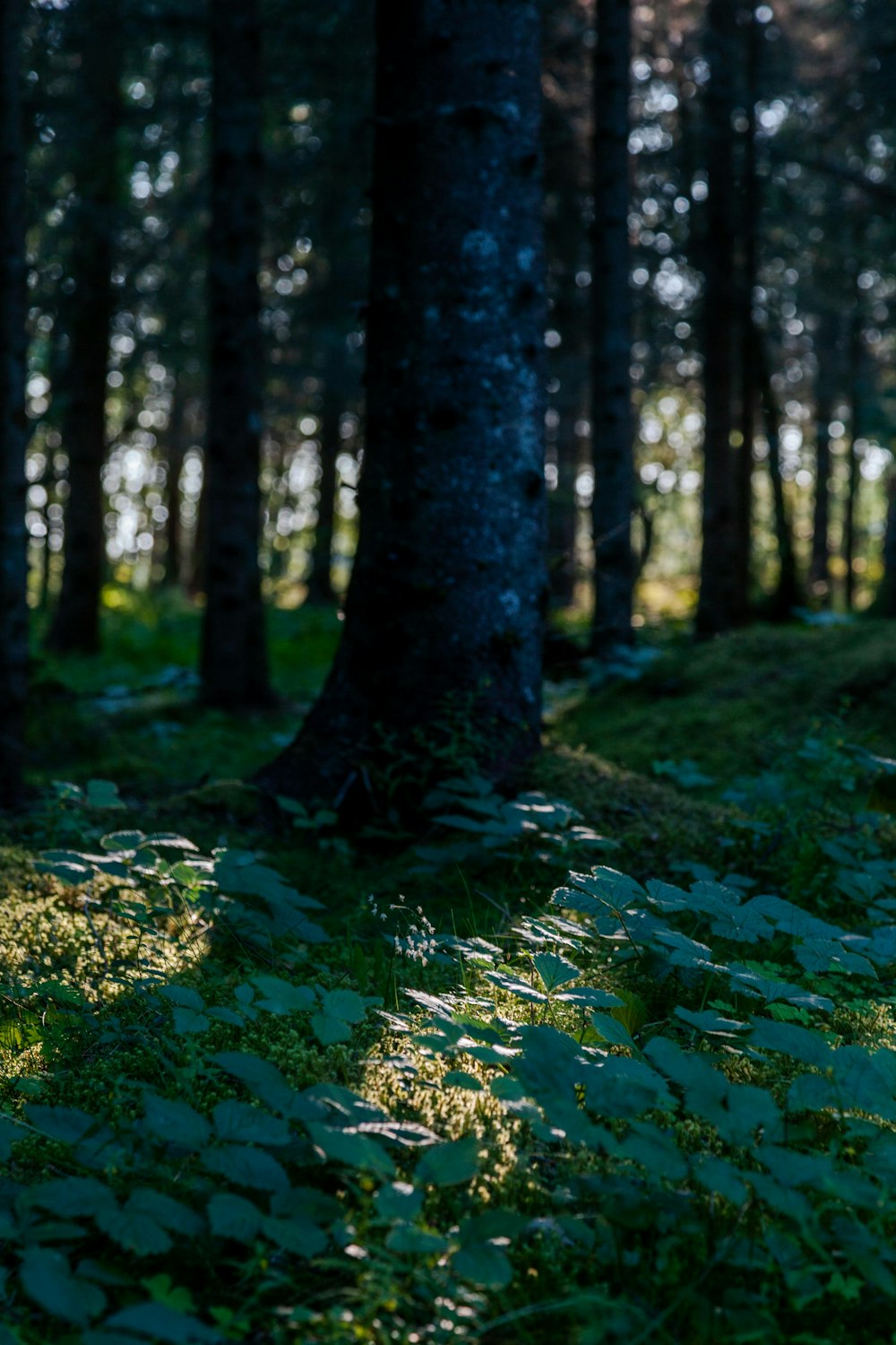 a forest filled with lots of trees and grass