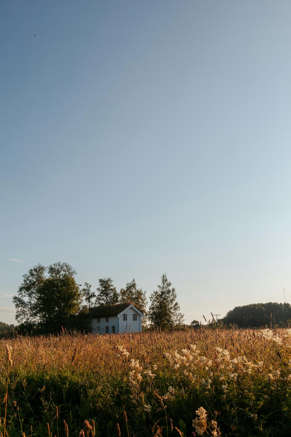 a house in a field of tall grass