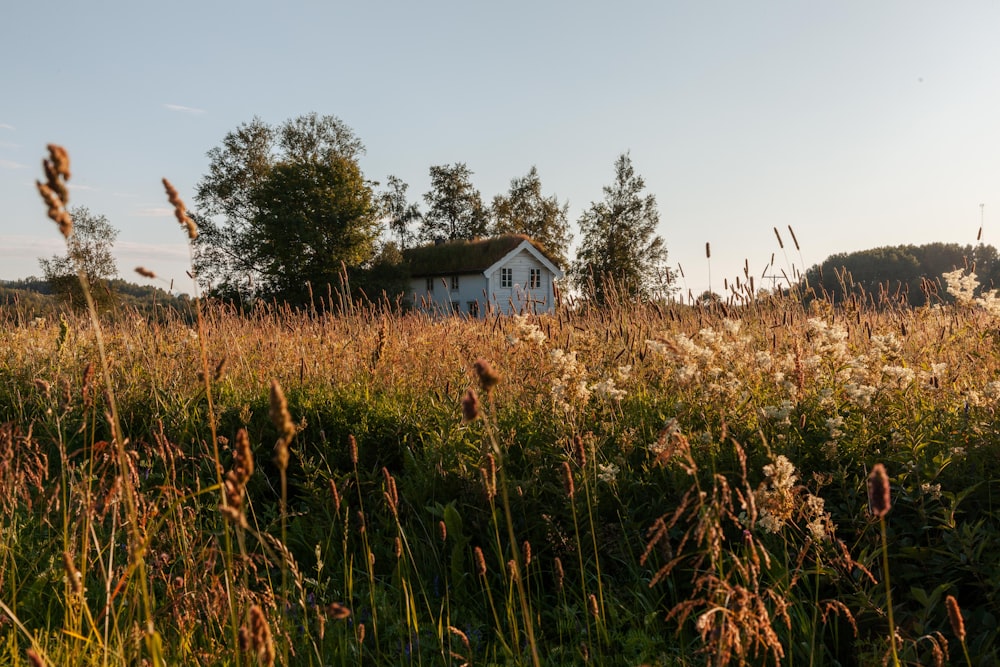 a house in the middle of a field of tall grass