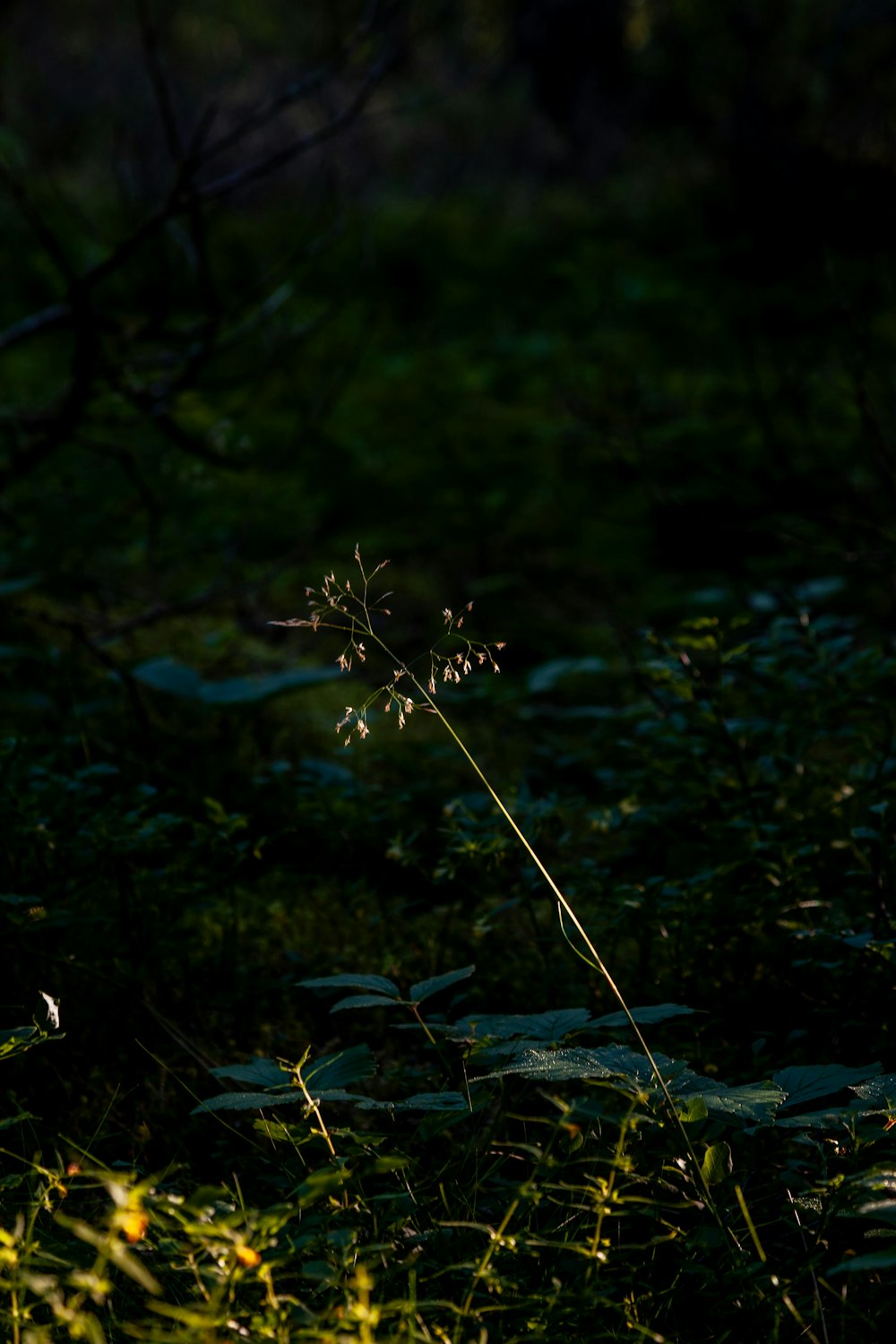 a single flower in the middle of a field