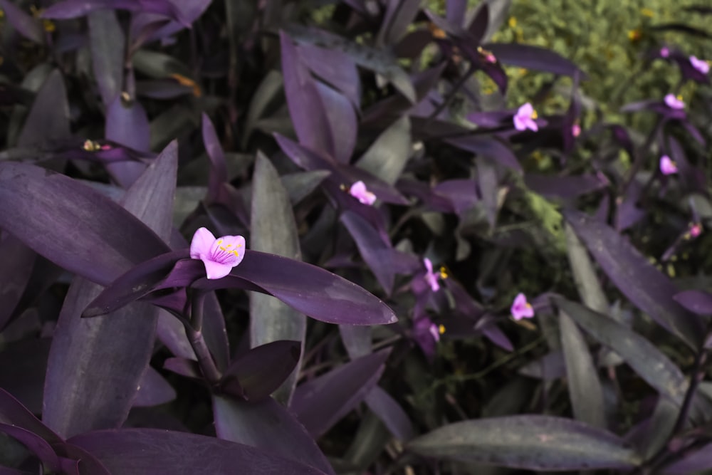 a purple plant with a pink flower in the middle of it