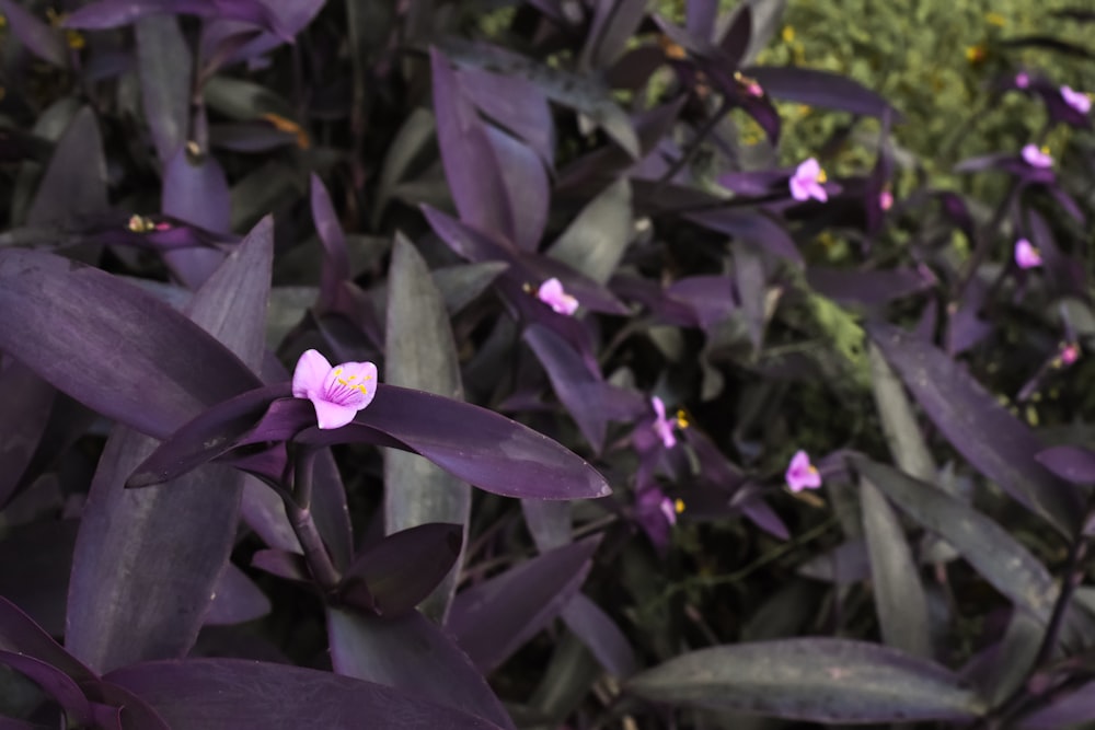 真ん中にピンクの花を咲かせる紫色の植物